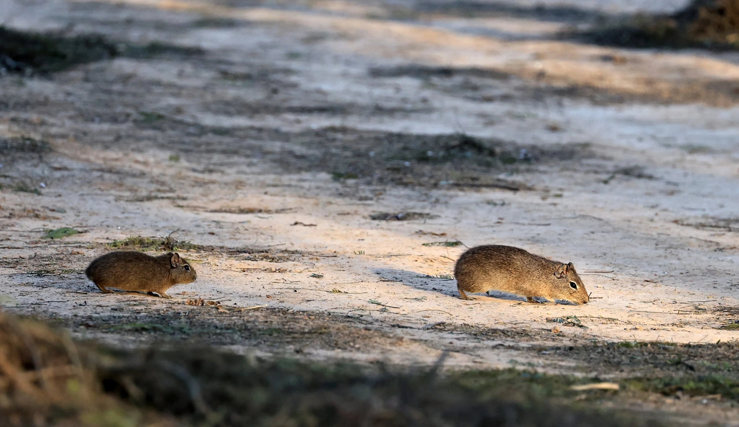 Lowland Yellow-Toothed Cavy (Galea leucoblephara) Hotel Iparoma Campestre Paraguay (36).jpg