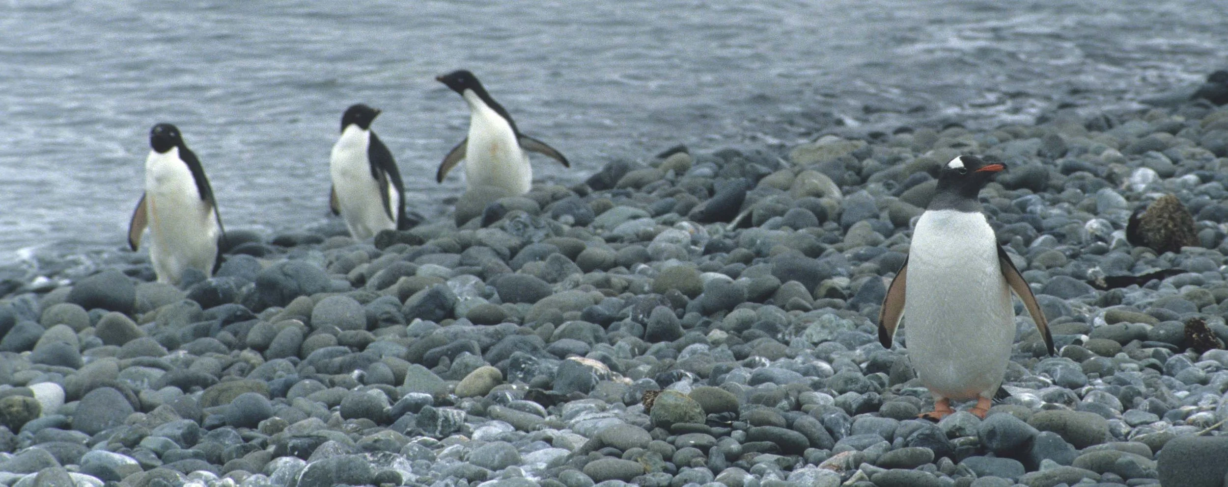 Gentoo Penguin (Pygoscelis papua) Danco Island Antarctic Peninsula (25).jpg