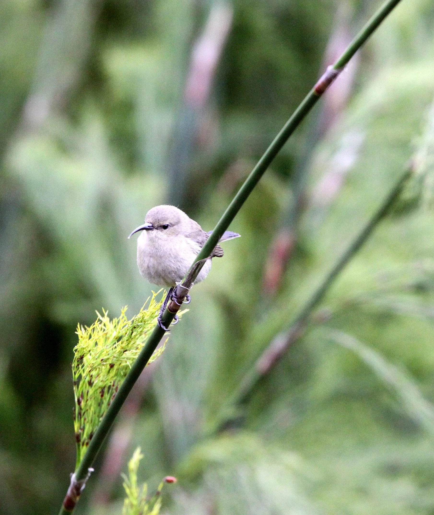 BIRD - SUNBIRD - SOUTHERN LESSER DOUBLE-COLLARED SUNBIRD - FEMALE - CAPE TOWN ARBORETUM SOUTH AFRICA (3).JPG