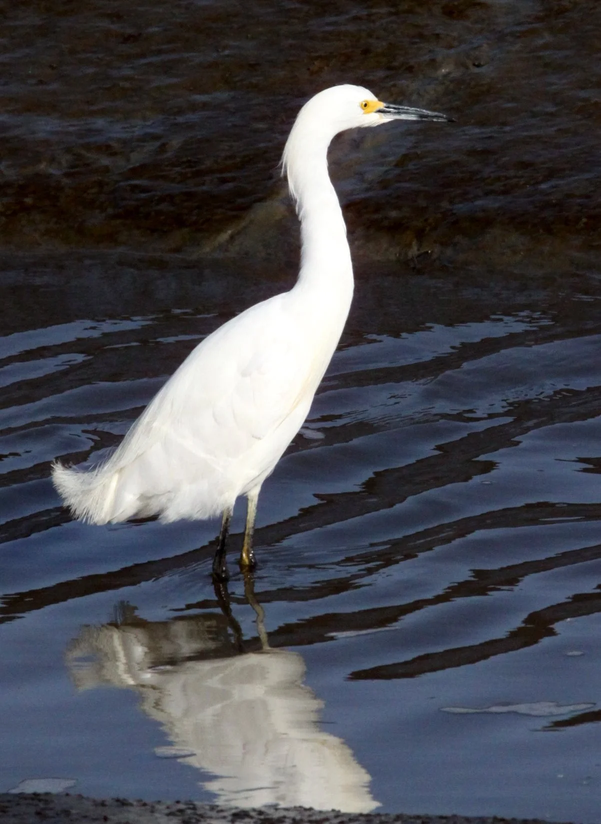 EGRET - SNOWY EGRET - Egretta thula - ARCATA MARSH CALIFORNIA (12).JPG