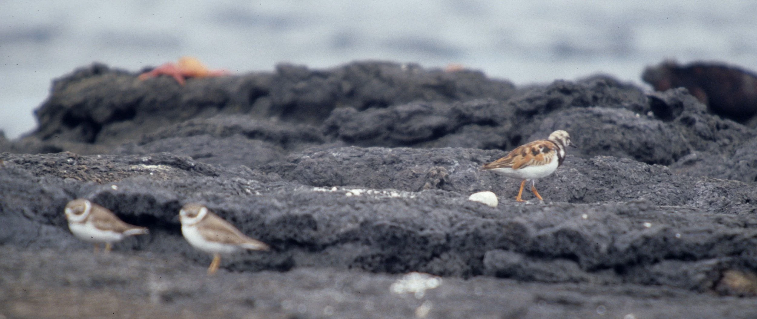 BIRD - RUDDY TURNSTONE - GALAPAGOS.jpg