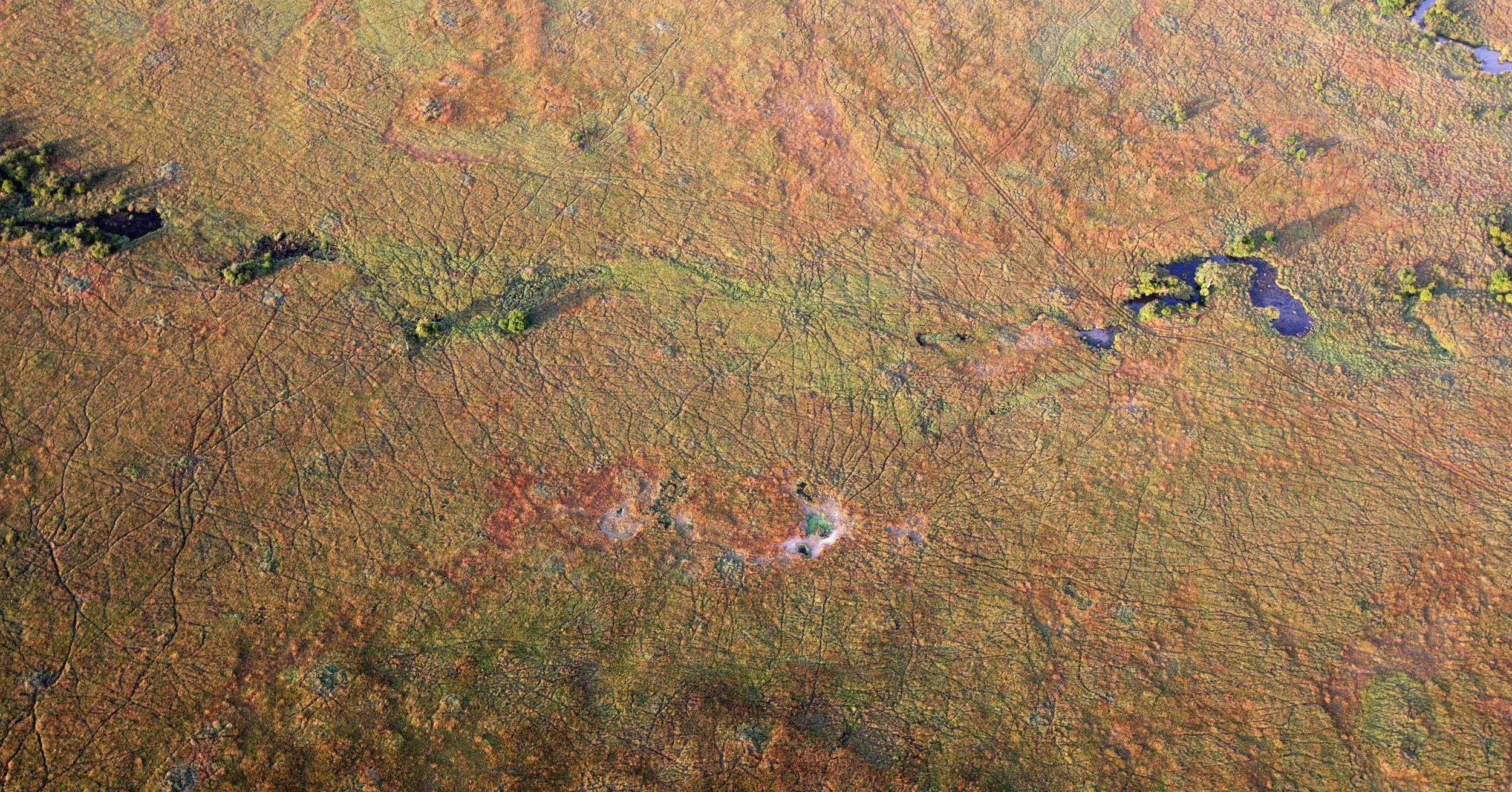 MASAI MARA NATIONAL PARK KENYA (118).JPG