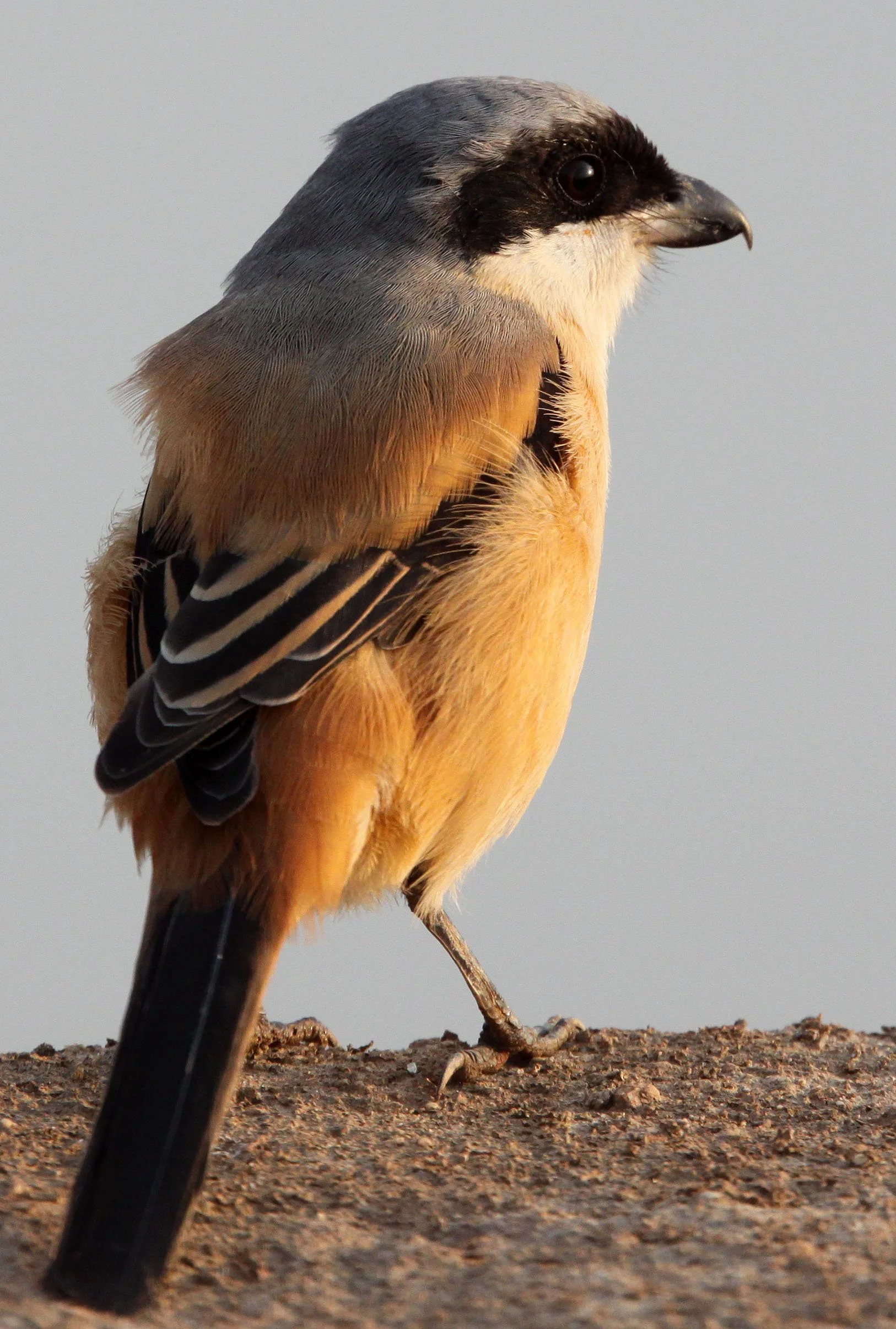 Long-tailed Shrike (Lanius schach) Poyang Lake Jiangxi Province China (6).JPG