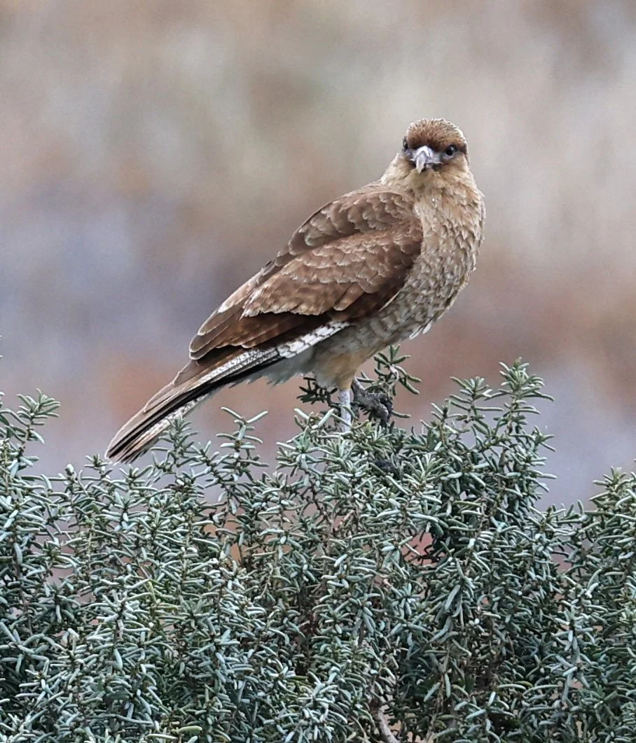 Chimango Caracara (Daptrius chimango) 