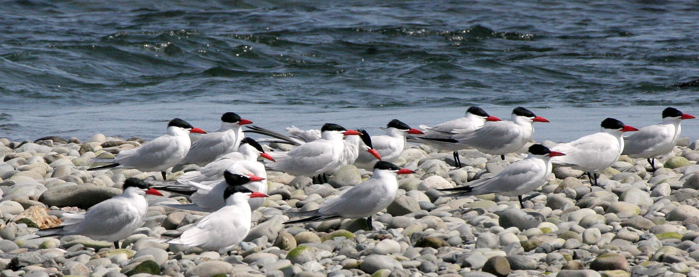 BIRD - TERN - CASPIAN TERNS - ELWHA RIVER MOUTH WA (19).JPG