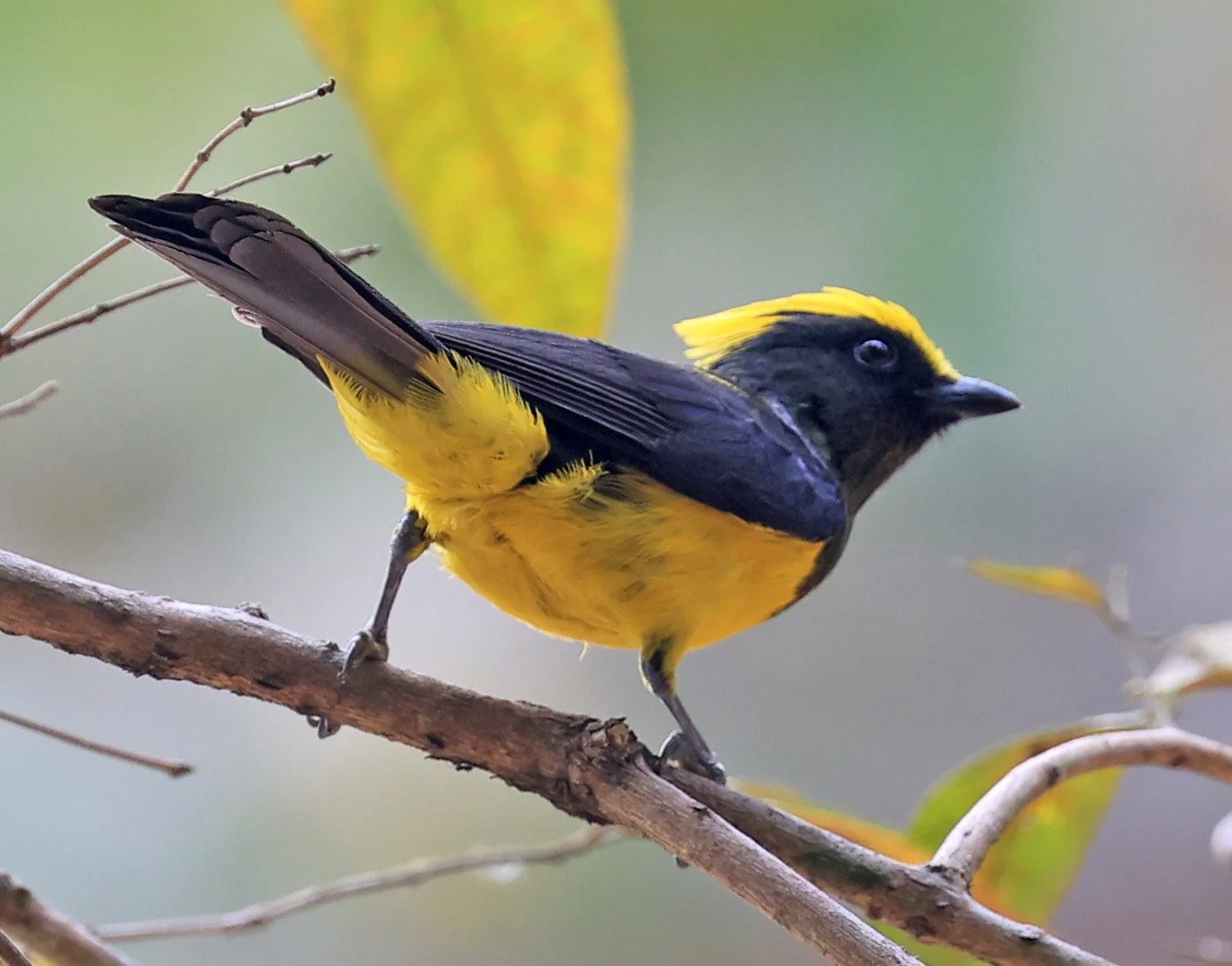 Sultan Tit (Melanochlora sultanea) Kaeng Krachan National Park ESS Expedition 2026(5).jpg