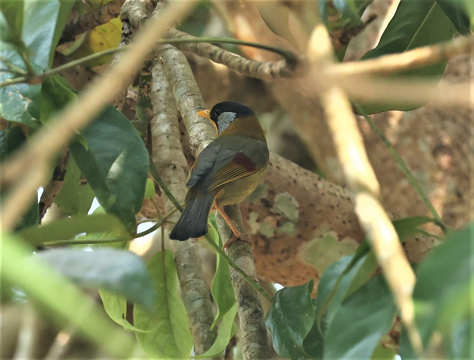 MESIA - SILVER-EARED MESIA - Leiothrix argentauris - DOI ANG KHANG CHIANG MAI FEB 2022 (50).jpg