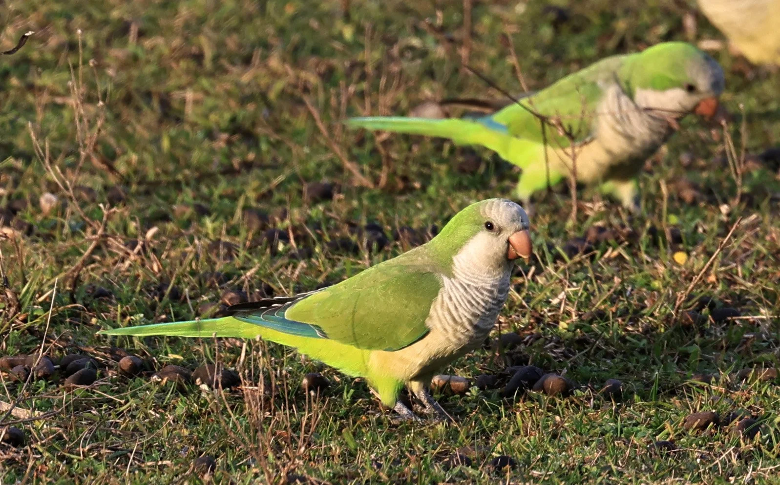Monk Parakeets (Myiopsitta monachus) El Palmar National Park, Entre Rios, Argentina (11).jpg