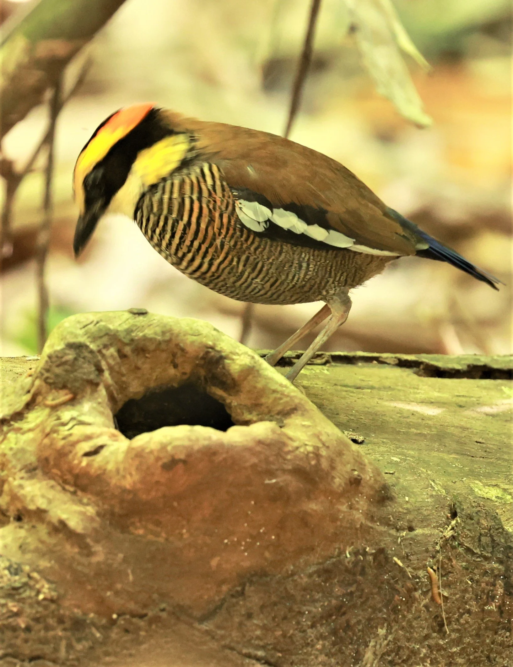 PITTA - Malayan banded pitta - Hydrornis irena - Si Phang Nga National Park, Thailand Feb 18-19, 2023 (100).jpg