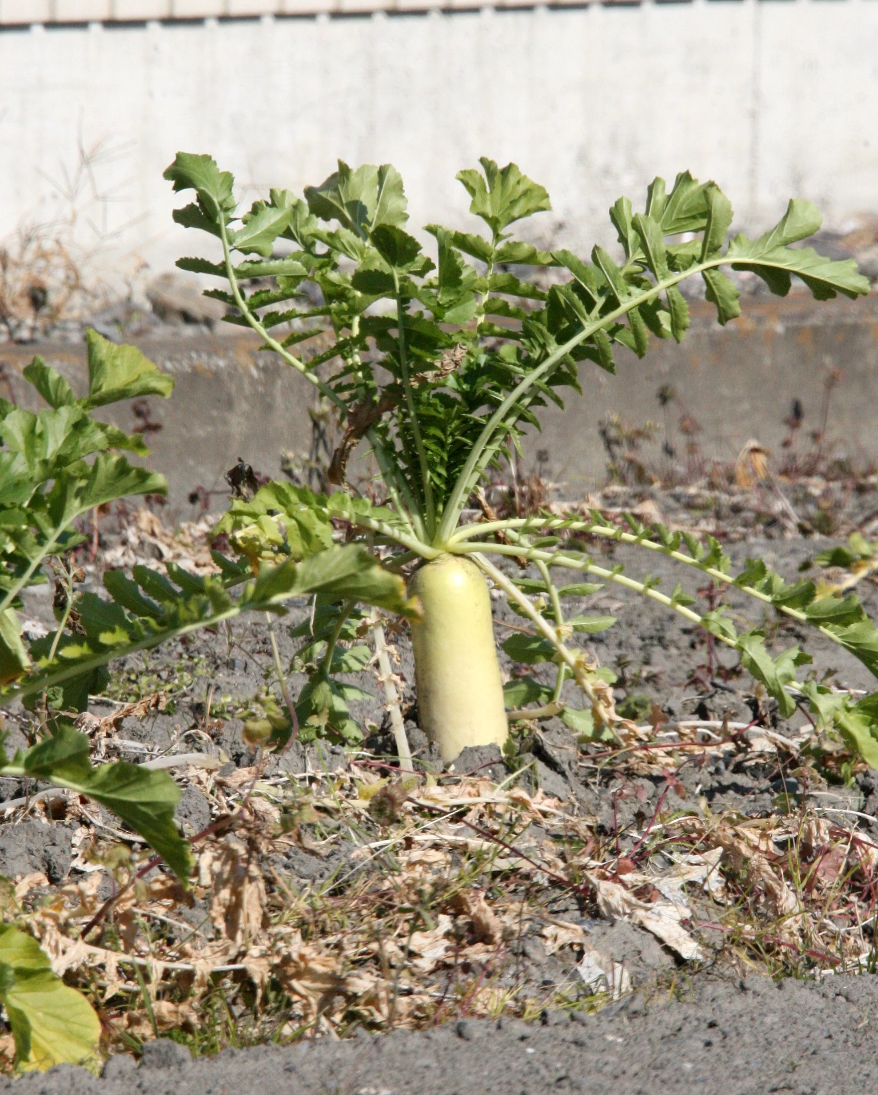 FOOD - DAIKON - SHIZUOKA COASTLINE JAPAN (1).JPG