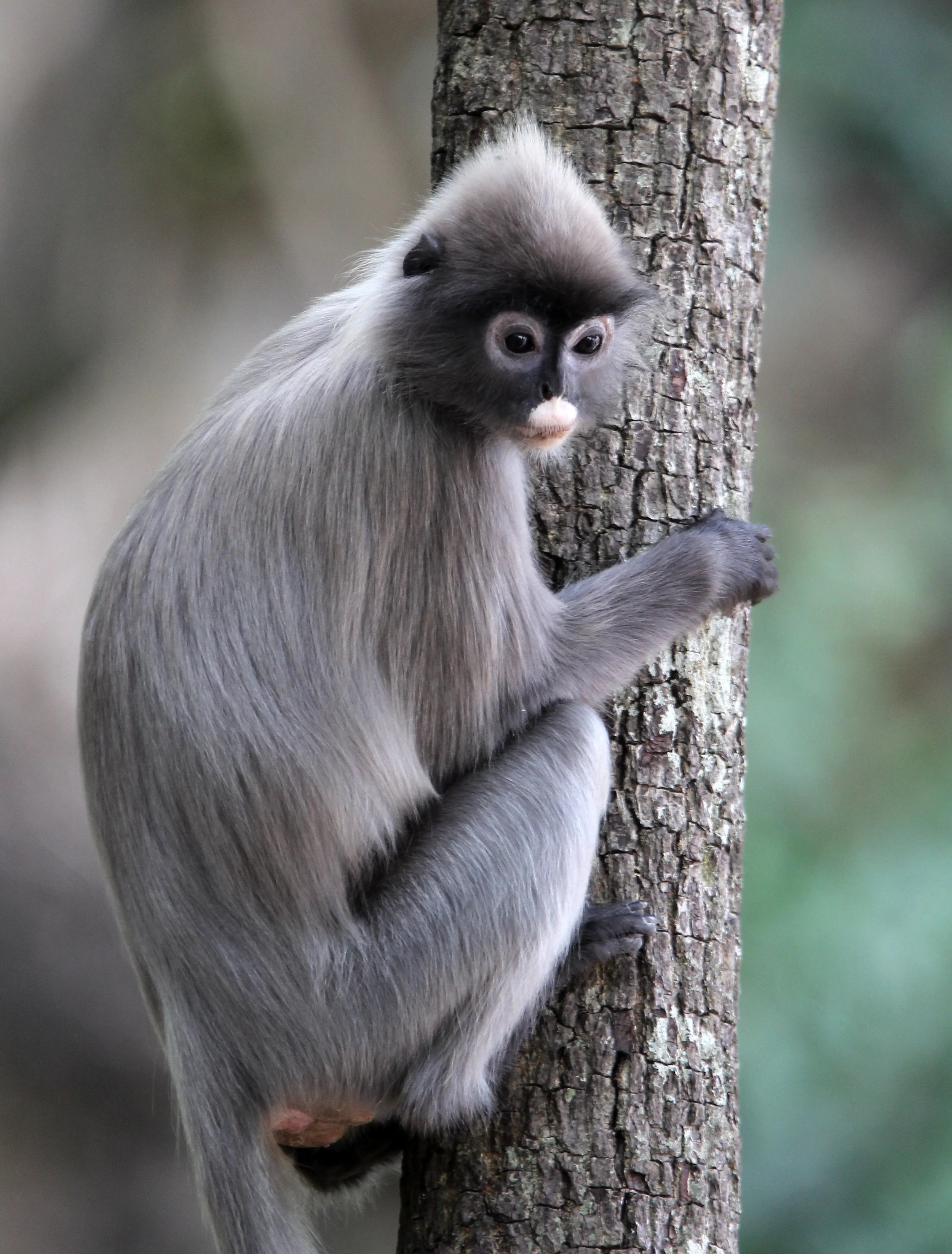 CERCOPITHECIDAE - Trachypithecus crepusculus - INDOCHINESE GRAY LANGUR - WAT PHA PU LOEI PROVINCE THAILAND (3).JPG