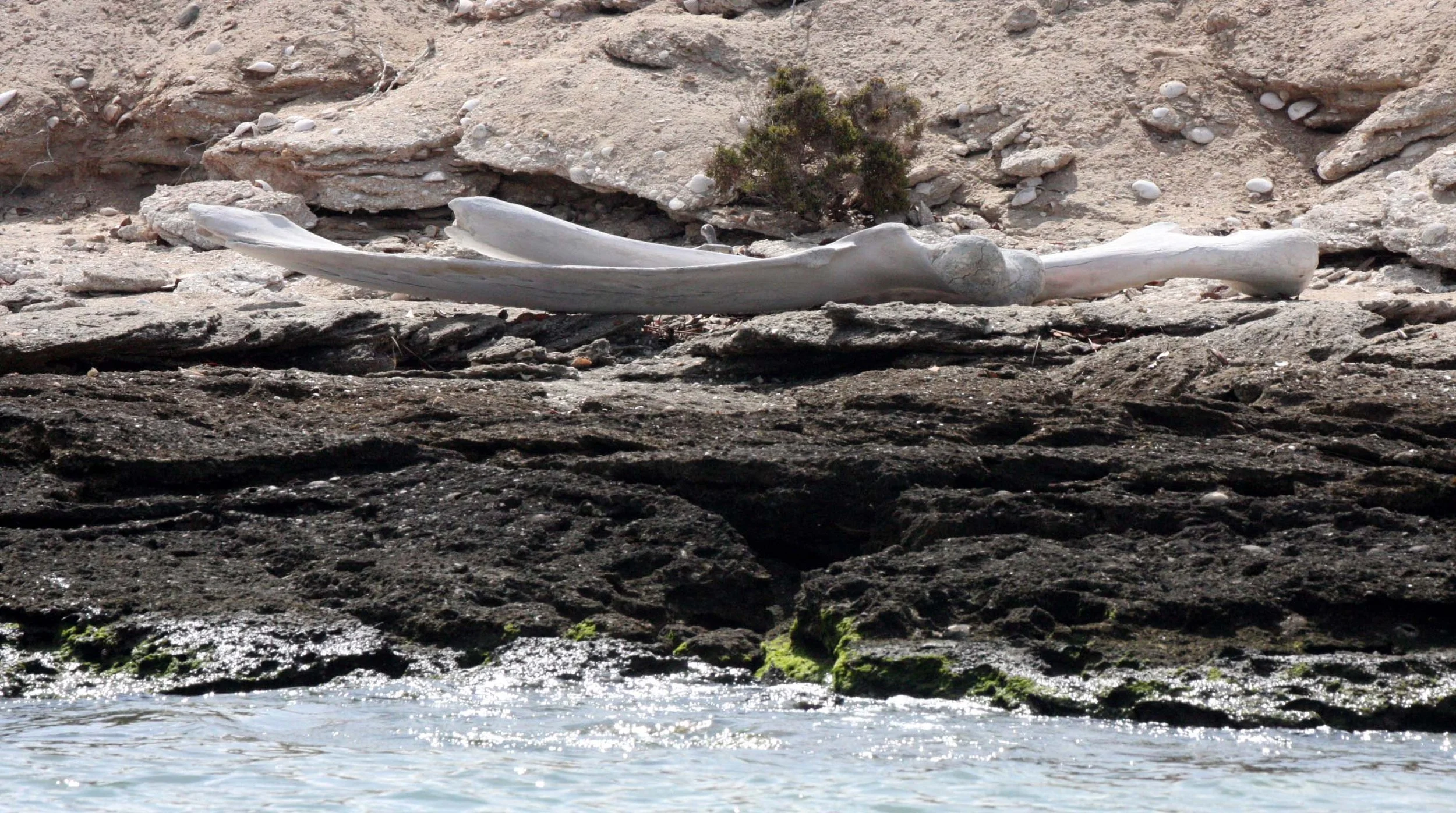 SAN IGNACIO LAGOON BAJA MEXICO - WHALE BONES.JPG