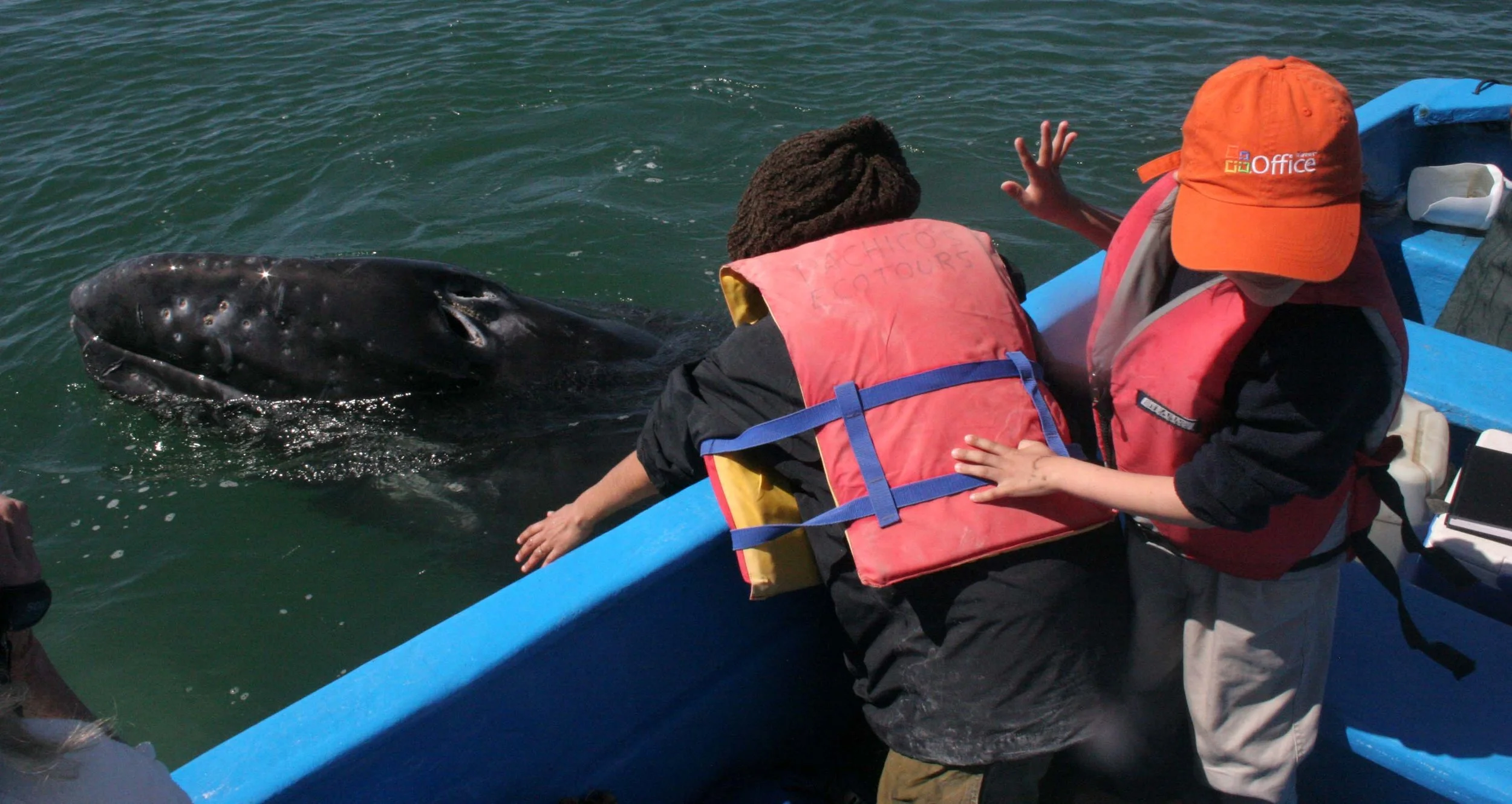 Eschrichtius robustus - GRAY WHALE - PETTING FRIENDLY WHALES - US - SAN IGNACIO LAGOON BAJA MEXICO (78).JPG