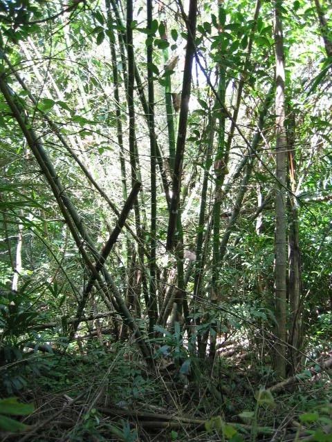 KOH LANTA - PROPERTY - 2005 (79).jpg