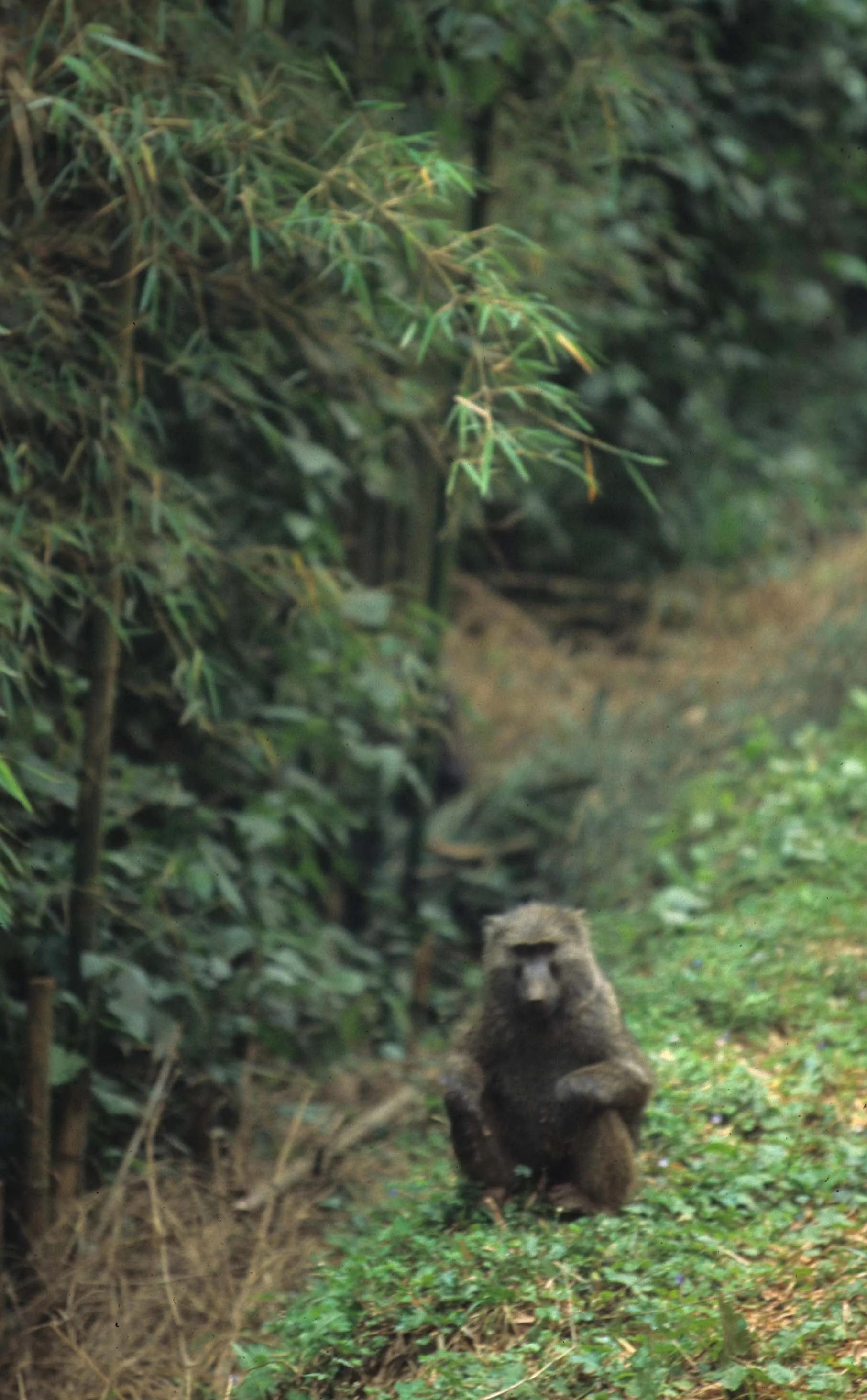 PRIMATE - BABOON-OLIVE - SERENGETI C.jpg