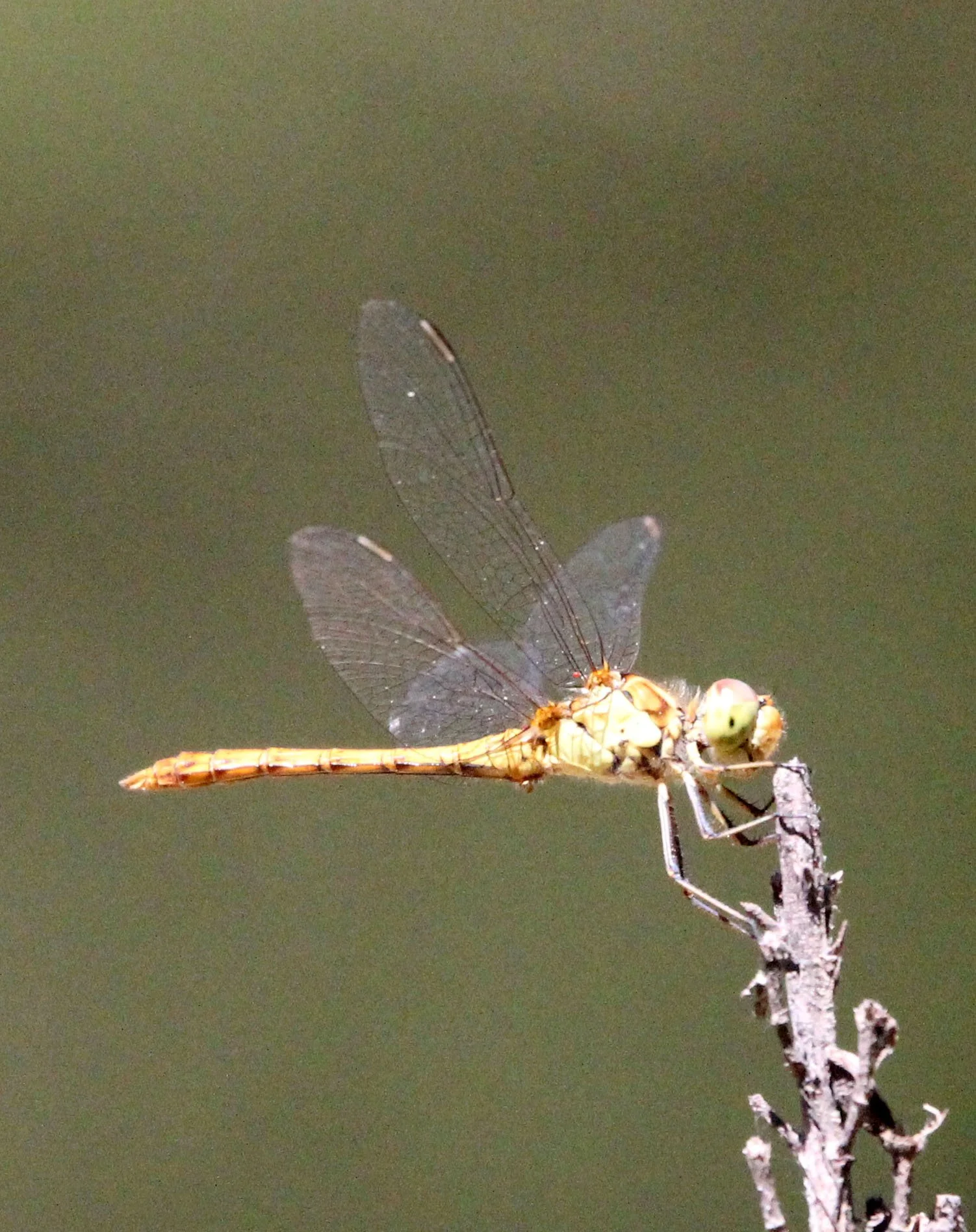 Odonata - Species 22 - Feija NP, Tunisia (3).JPG