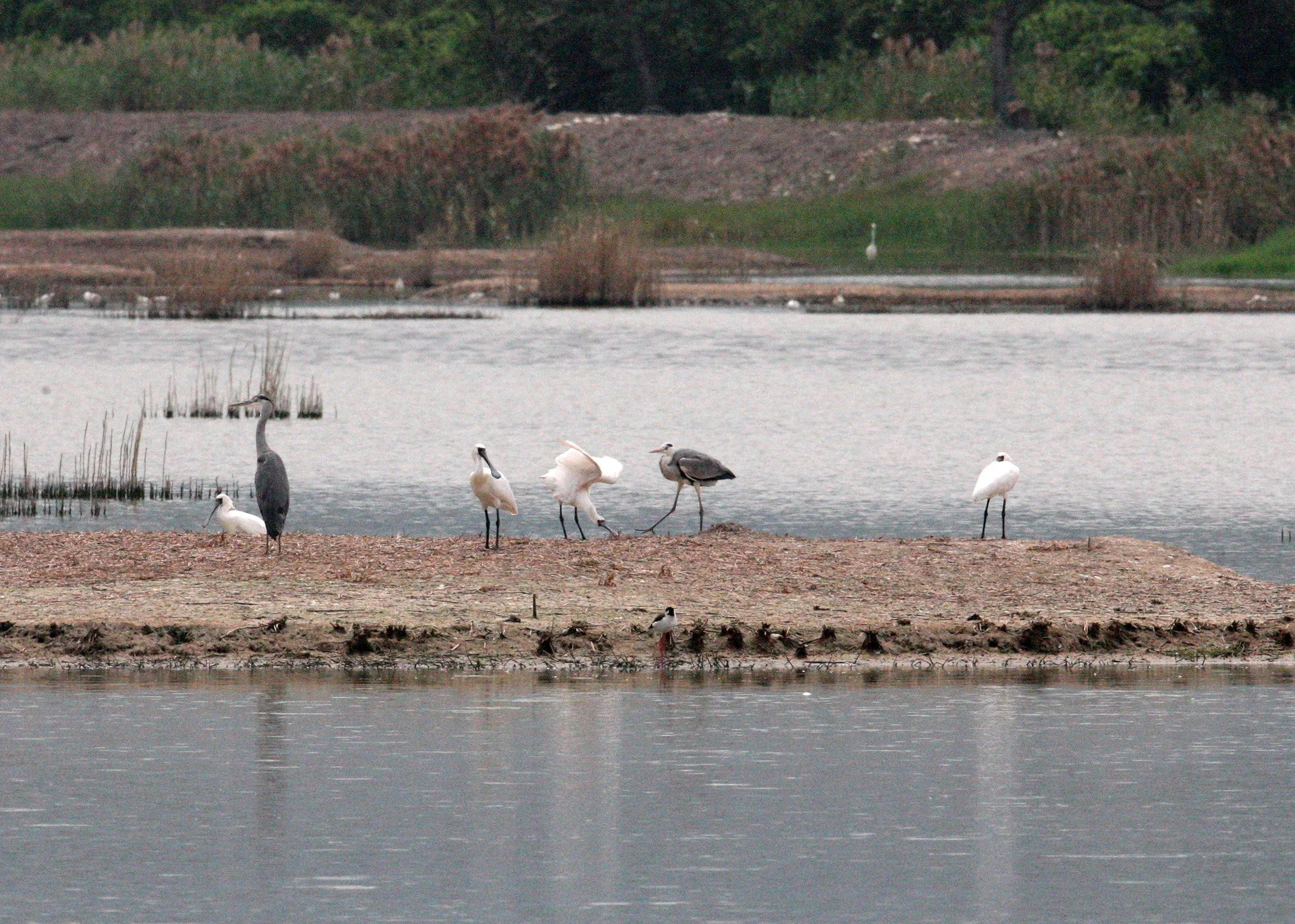 SPOONBILL - BLACK-FACED SPOONBILL - Platalea minor - MAI PO WETLANDS HONG KONG (96).JPG