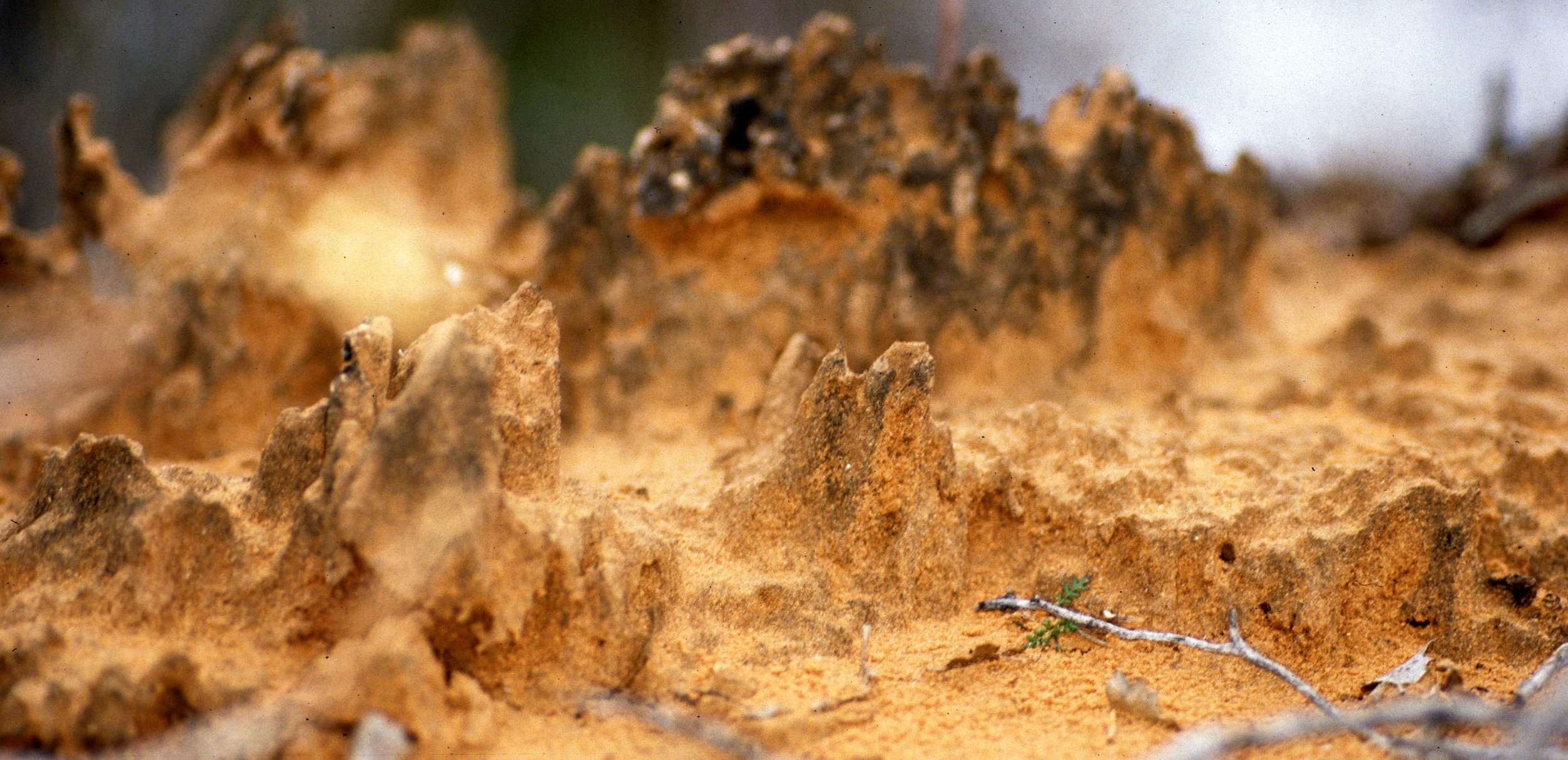 UTAH - ARCHES NP - CRYPTOBIOTIC SOIL A.jpg