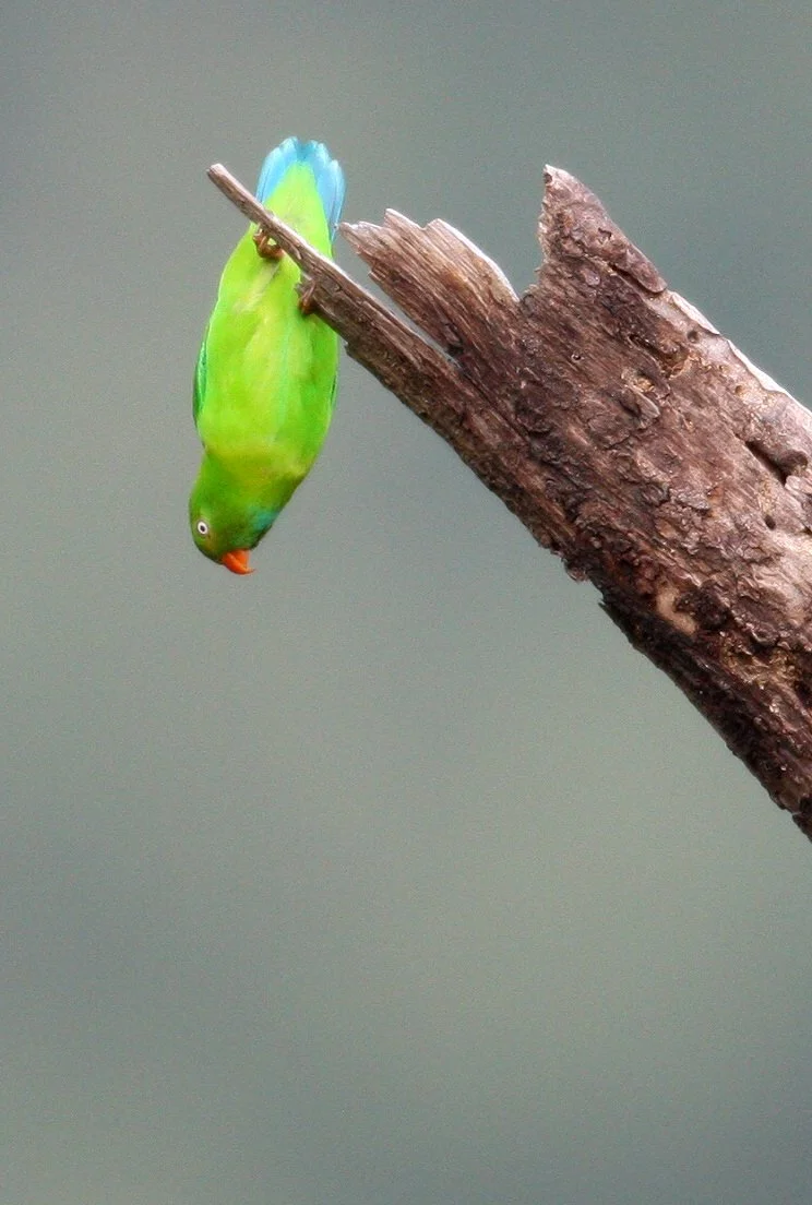 Vernal Hanging Parrot (Loriculus vernalis)