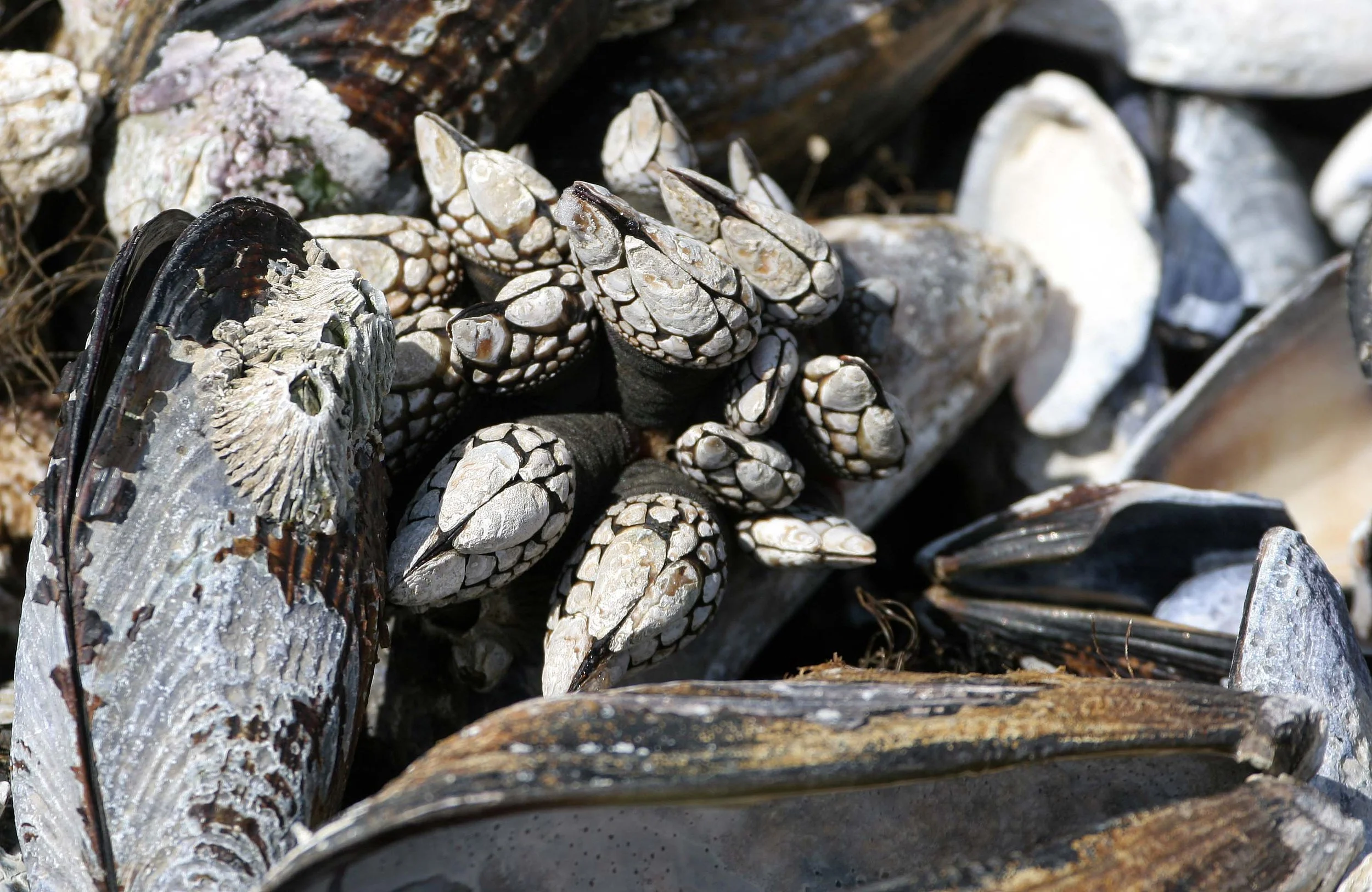 INVERTS - INTERTIDAL - ARTHROPOD - GOOSENECK BARNACLE (4).jpg