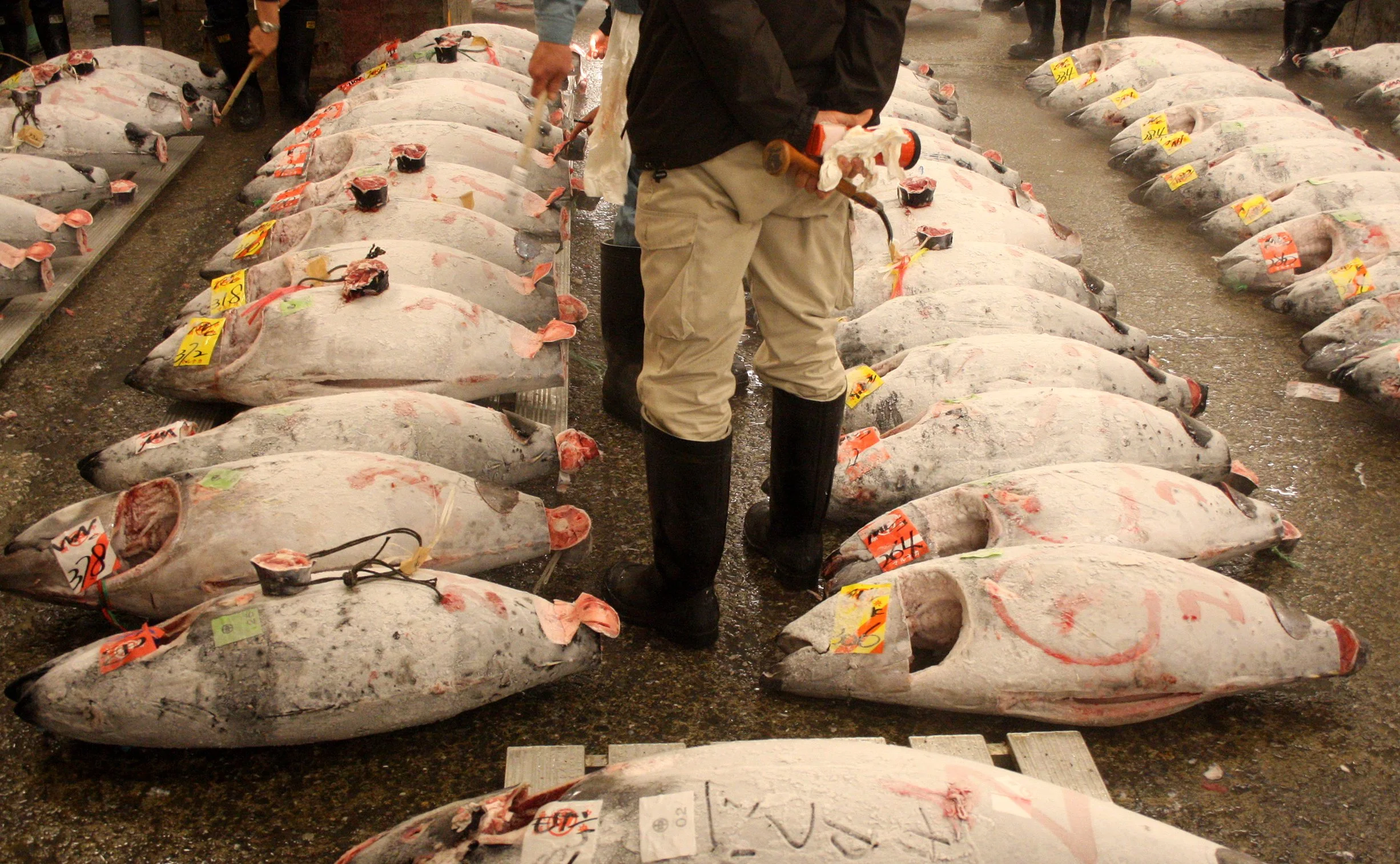 TOKYO - MAY 2009 - TSUKIJI MARKET (5).JPG