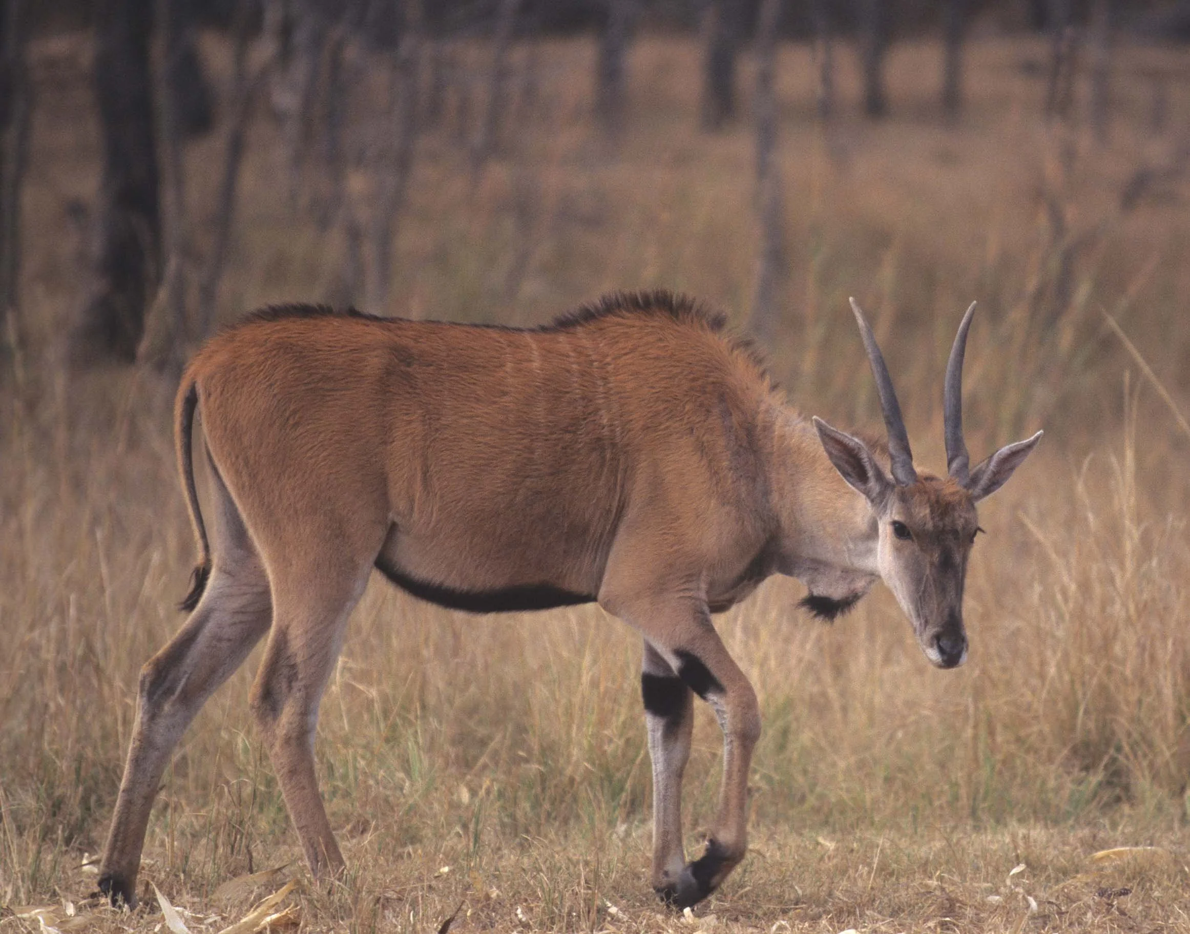 BOVID - ELAND - LESSER - ZIMBABWE (2).jpg