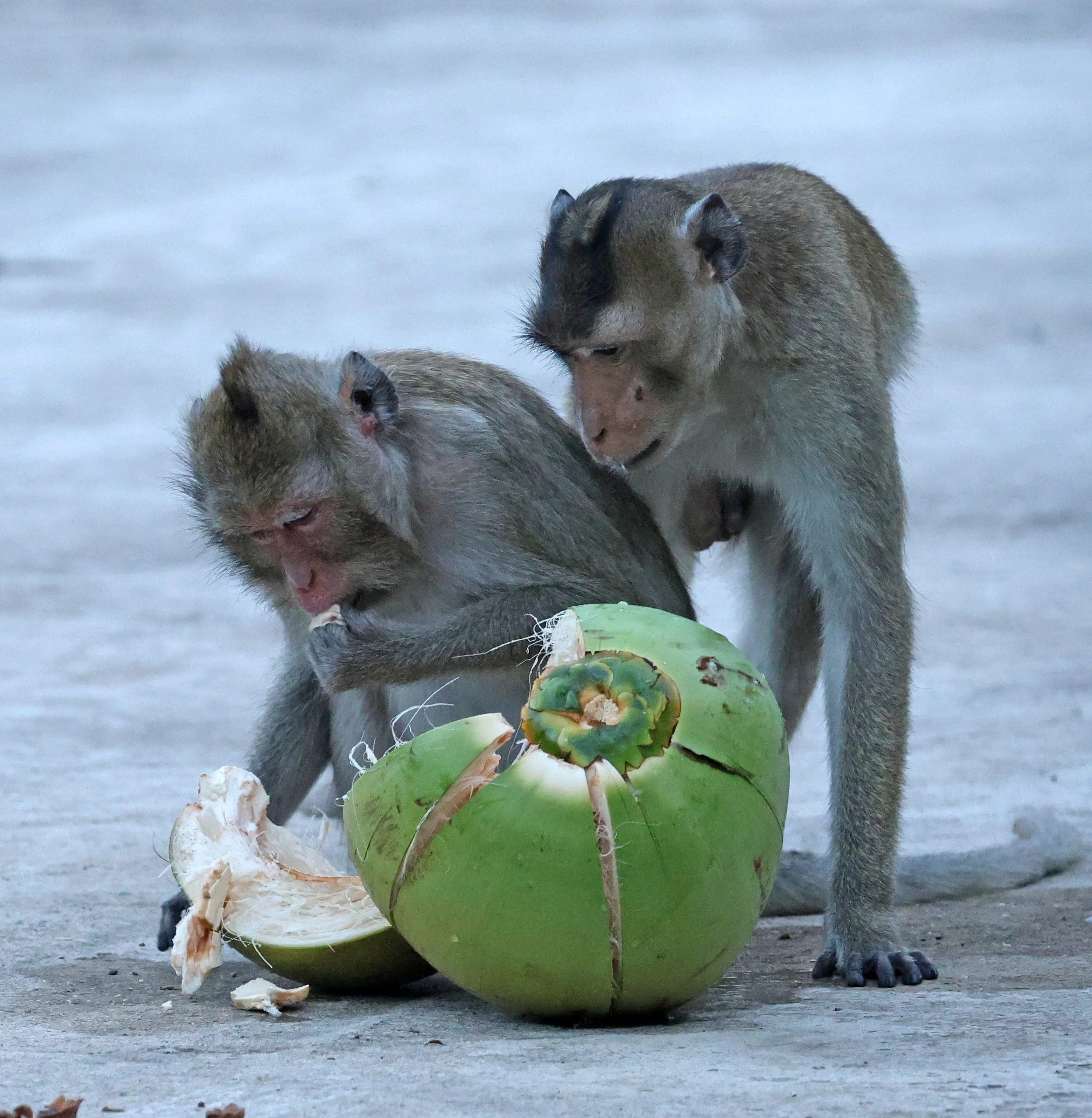 Long-tailed Macaque (Macaca fascicularis) Wat Ku Phra Kona - Roi Et (7).jpg