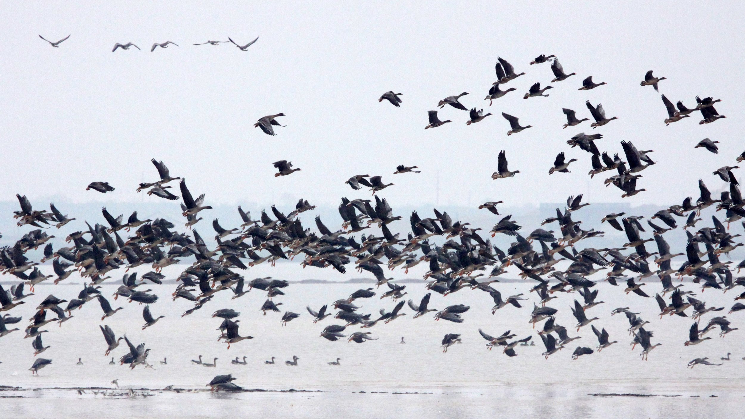 BIRD - GOOSE - BEAN GOOSE - ANSER FABALIS - NANJI HILL RESERVE POYANG LAKE, JIANGXI PROVINCE, CHINA (54).JPG
