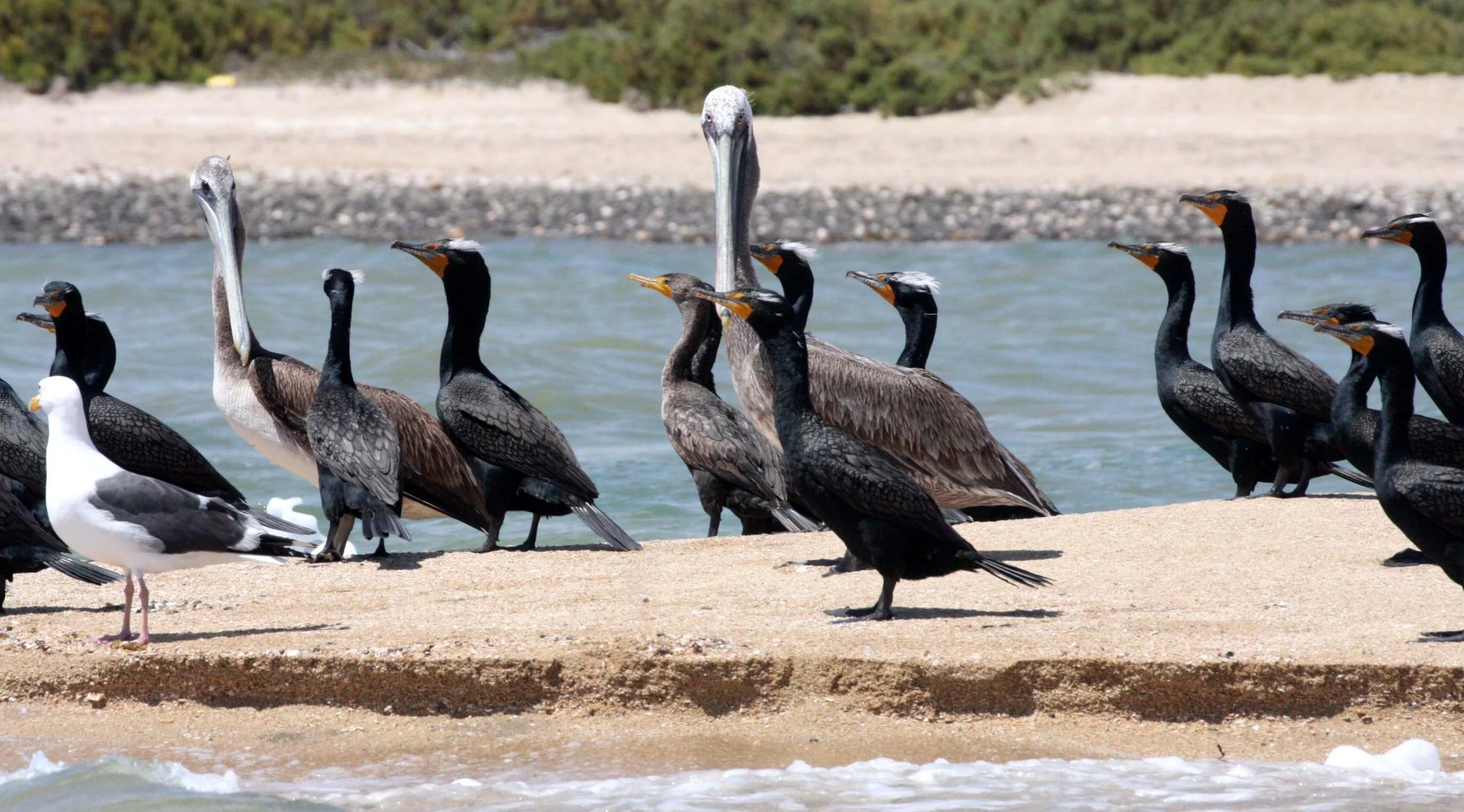 Pelecanus occidentalis - BROWN PELICAN - DOUBLE-CRESTED CORMORANT - SAN IGNACIO LAGOON BAJA MEXICO (10).JPG