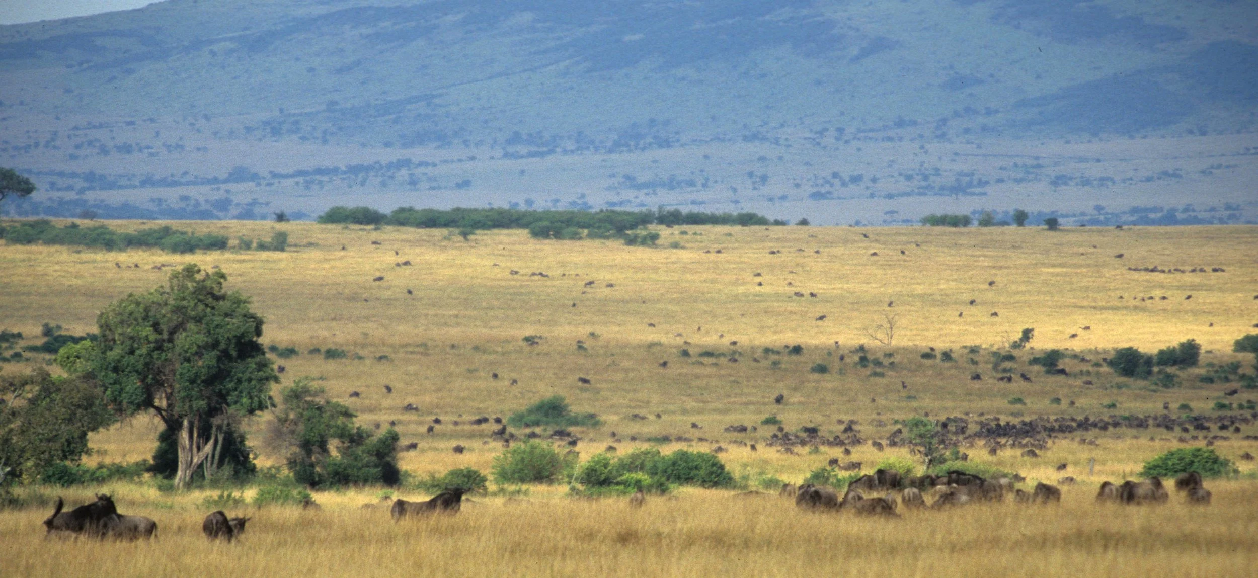 BOVID - WILDEBEEST- GREY - SERENGETI (18).jpg
