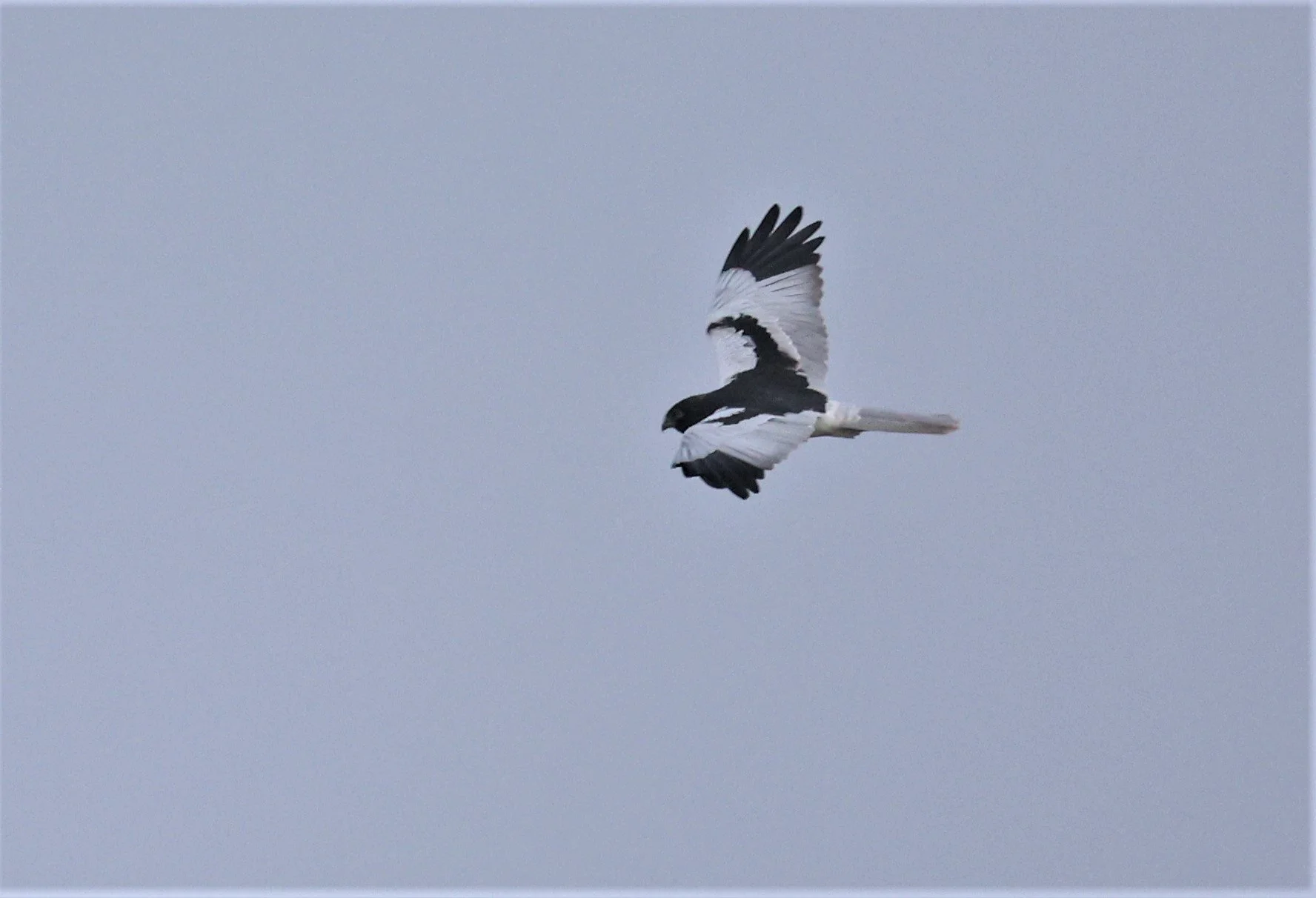 HARRIER - PIED HARRIER - Circus melanoleucos - YONOK CHIANG SAEN CHIANG RAI - ROOST (55).JPG