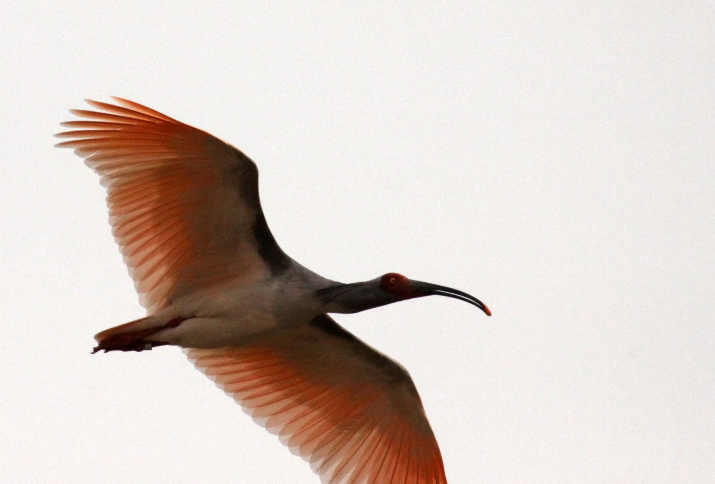 IBIS - CRESTED IBIS - Nipponia nippon - YANG COUNTY SHAANXI PROVINCE CHINA (1).JPG