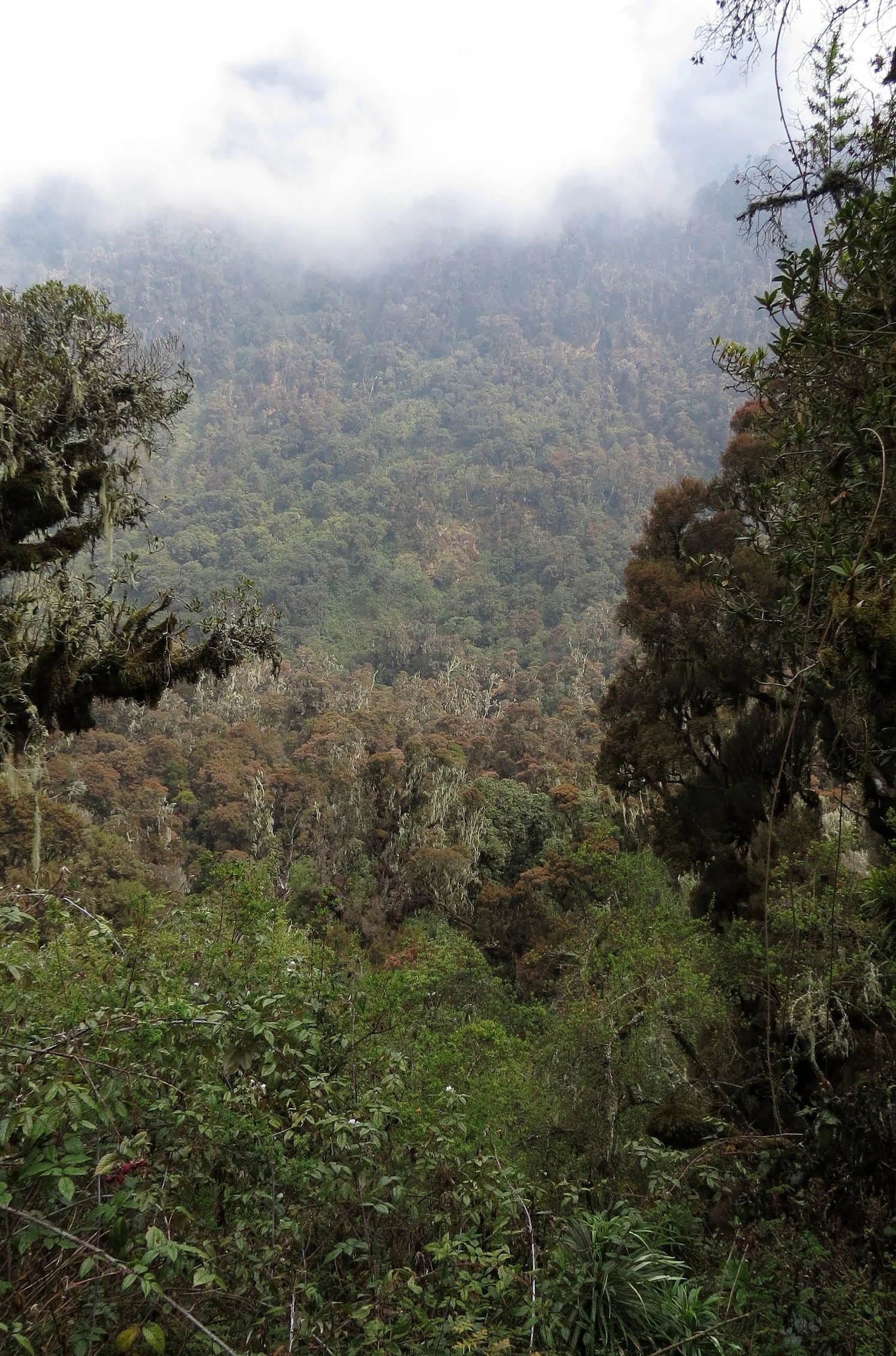 RWENZORI NATIONAL PARK UGANDA (138).JPG