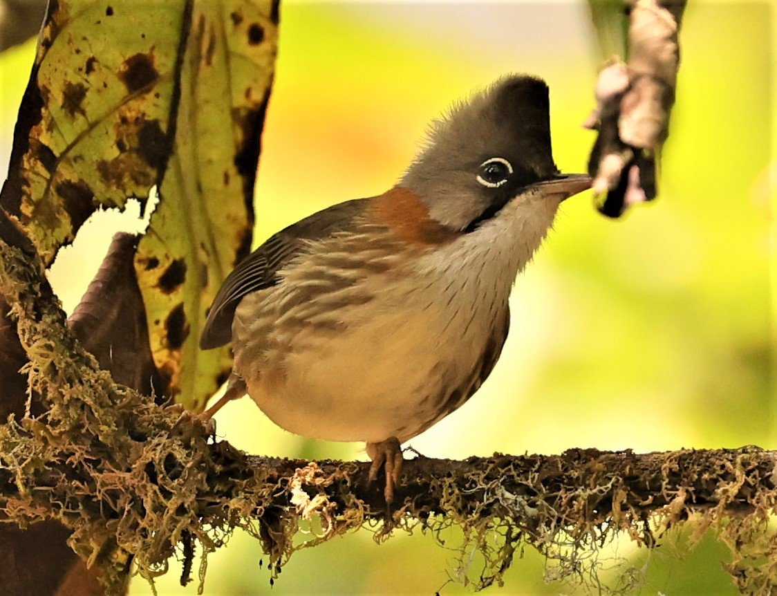 Whiskered Yuhina (Yuhina flavicollis) Doi Lan East, Doi Pha Hom Pok NP, Chiang Mai Thailand (21).jpg