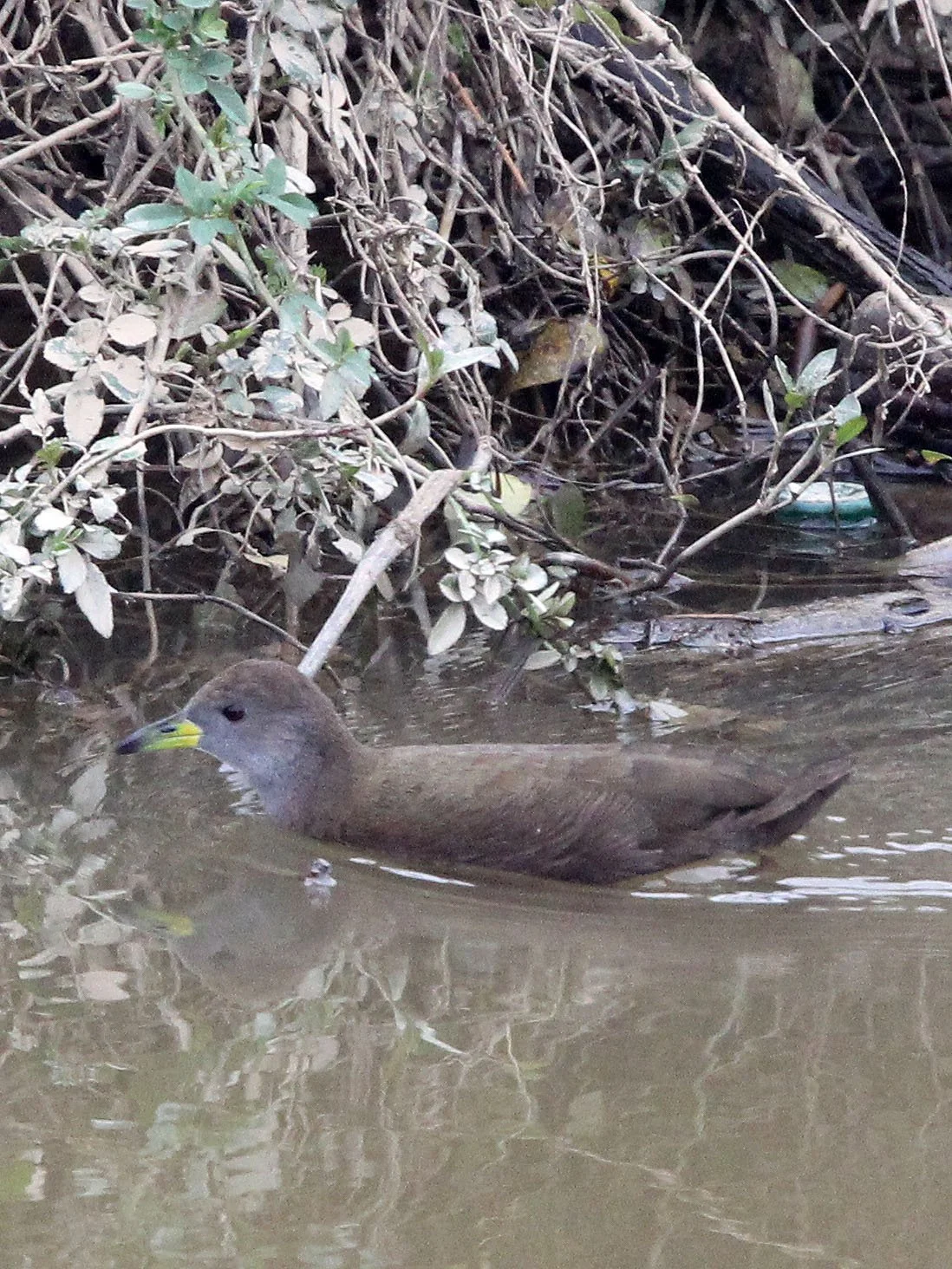 Brown Crake (Zapornia akool) Poyang Lak Jiangxi Province China (9).JPG