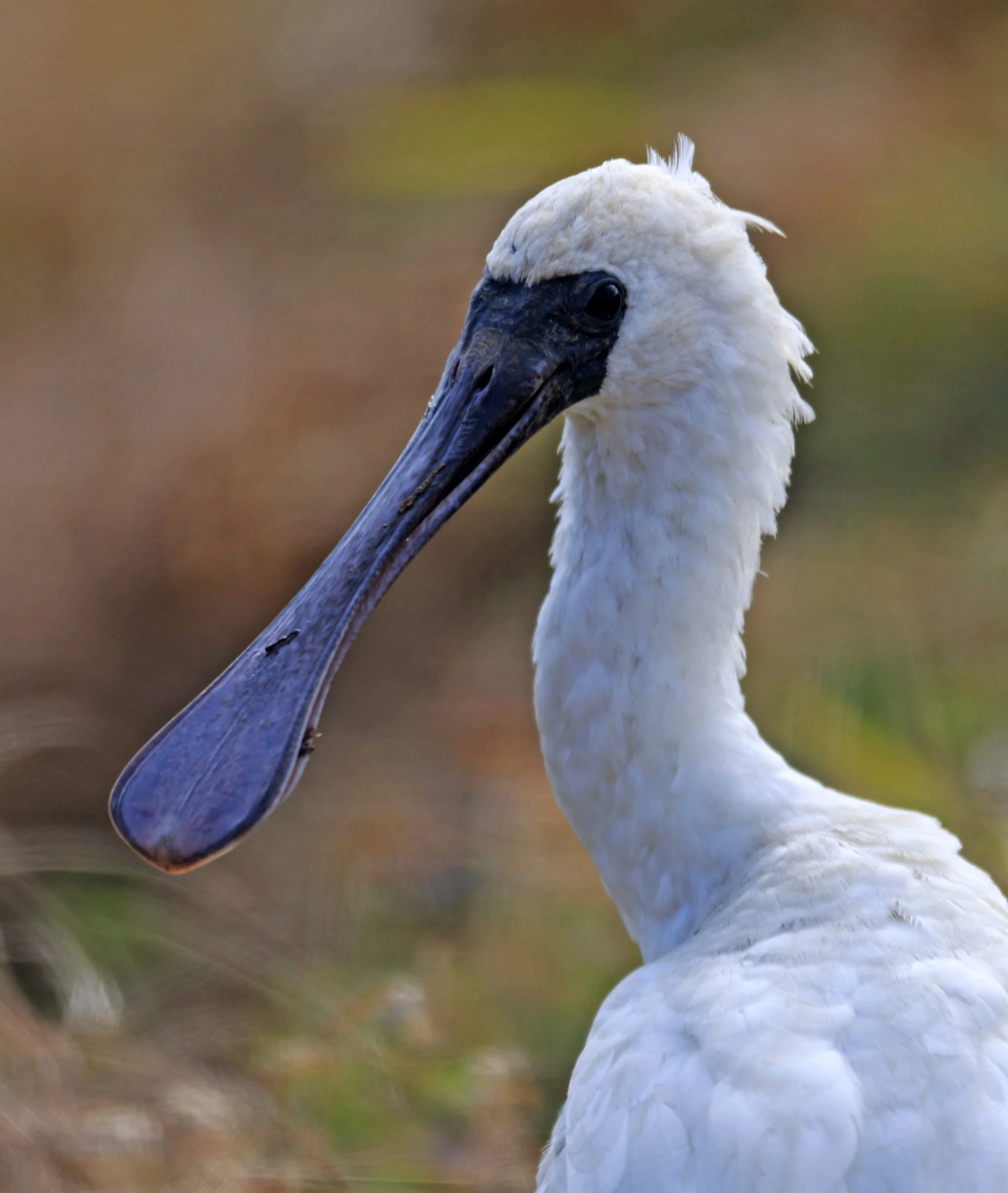 Black-faced Spoonbill (Platalea minor) Izumi Crane Center and Fields Izumi Kagoshima Japan (93).jpg