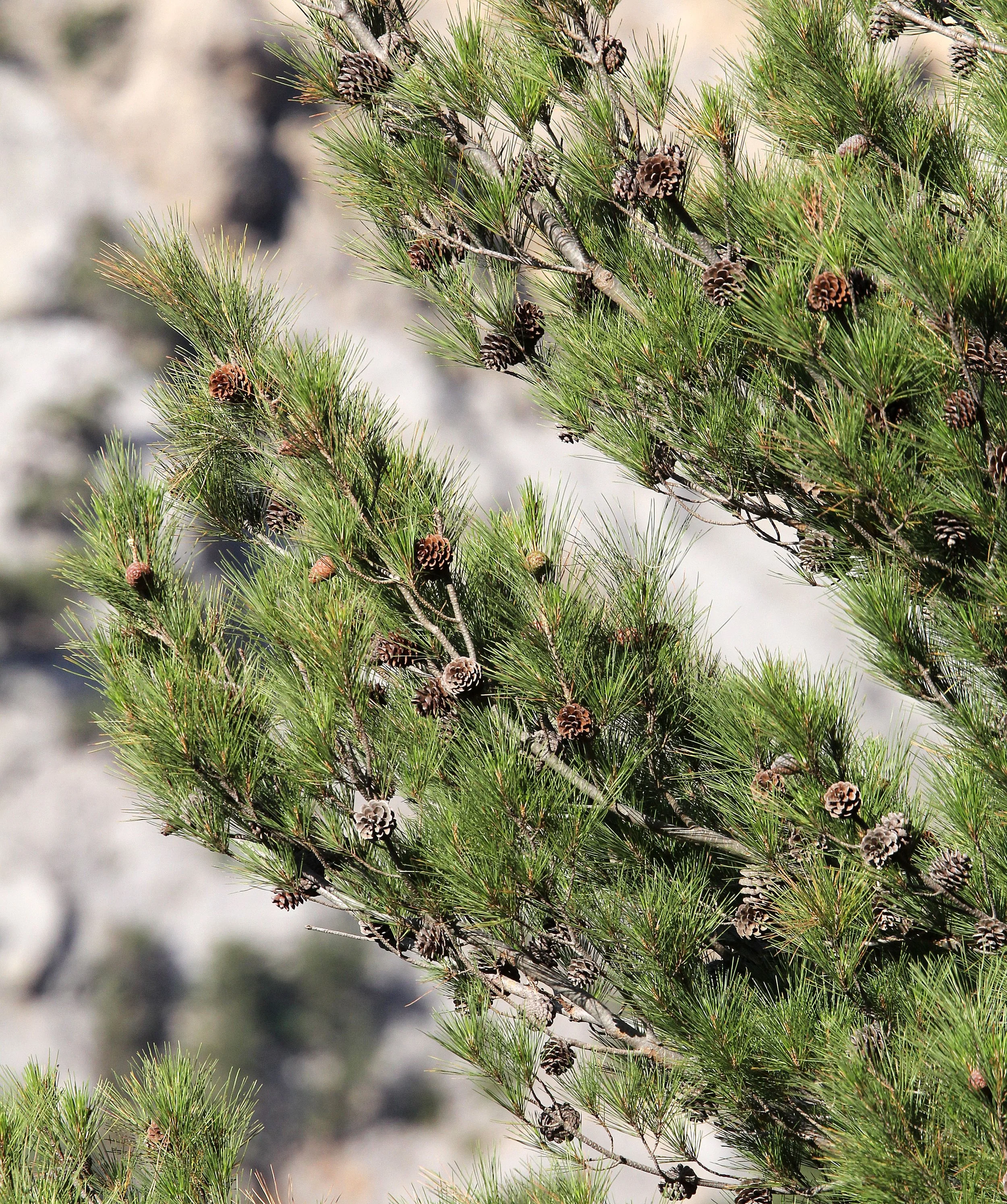 SAMARIA GORGE NATIONAL PARK CRETE GREECE (21).JPG
