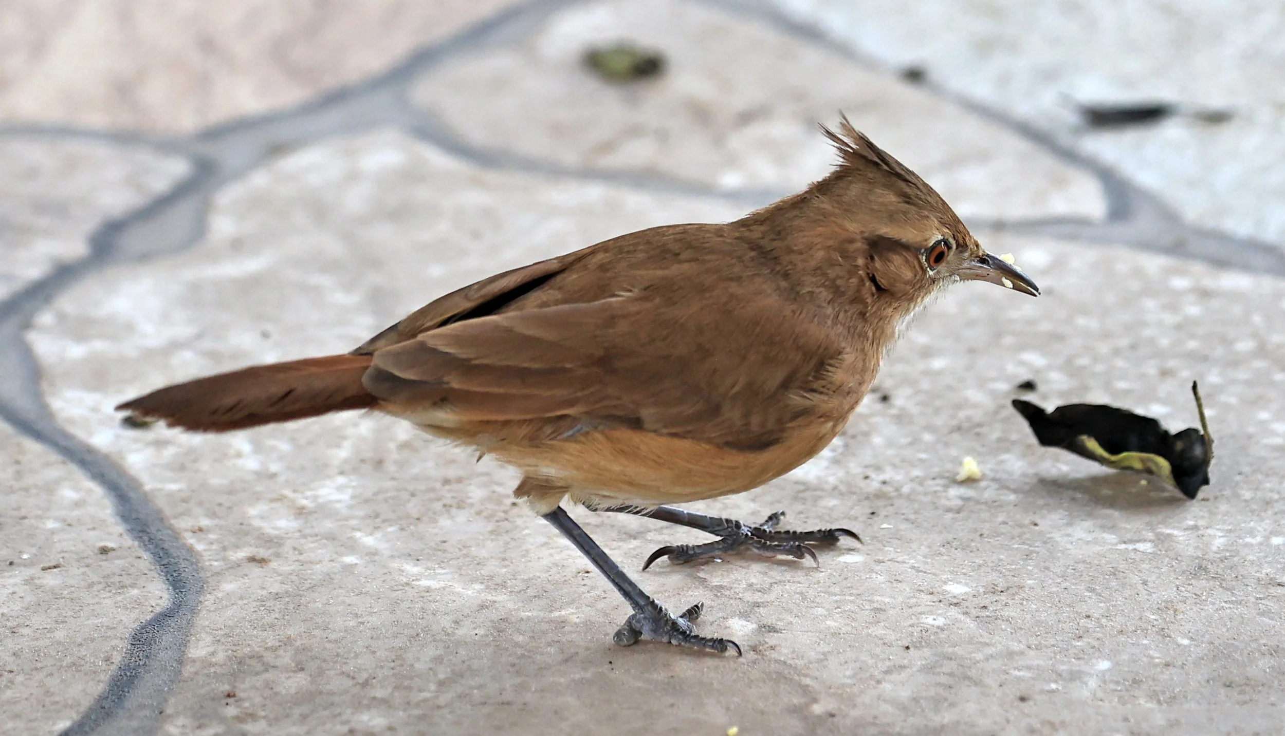 Crested Hornero (Furnarius cristatus) Hotel Campestre Iparoma Paraguay (2).jpg