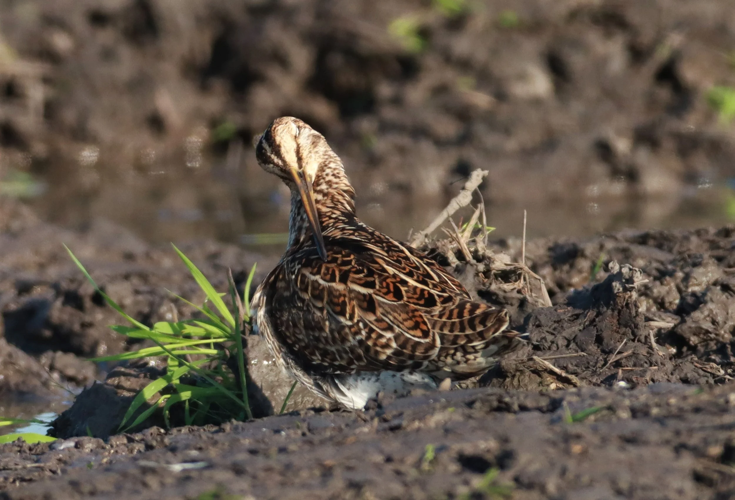 SNIPE - PINTAIL SNIPE - Gallinago stenura - PATHUM THANI RICE RESEARCH CENTER AUGUST 24 2021 (75).jpg
