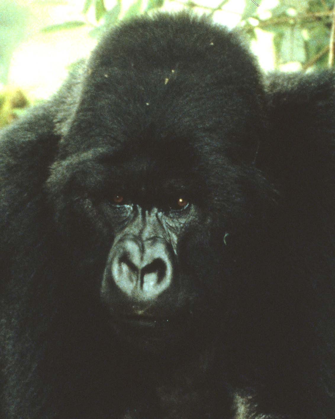 PRIMATE - GORILLA-RWANDA PARC DU VULCANS (22).jpg