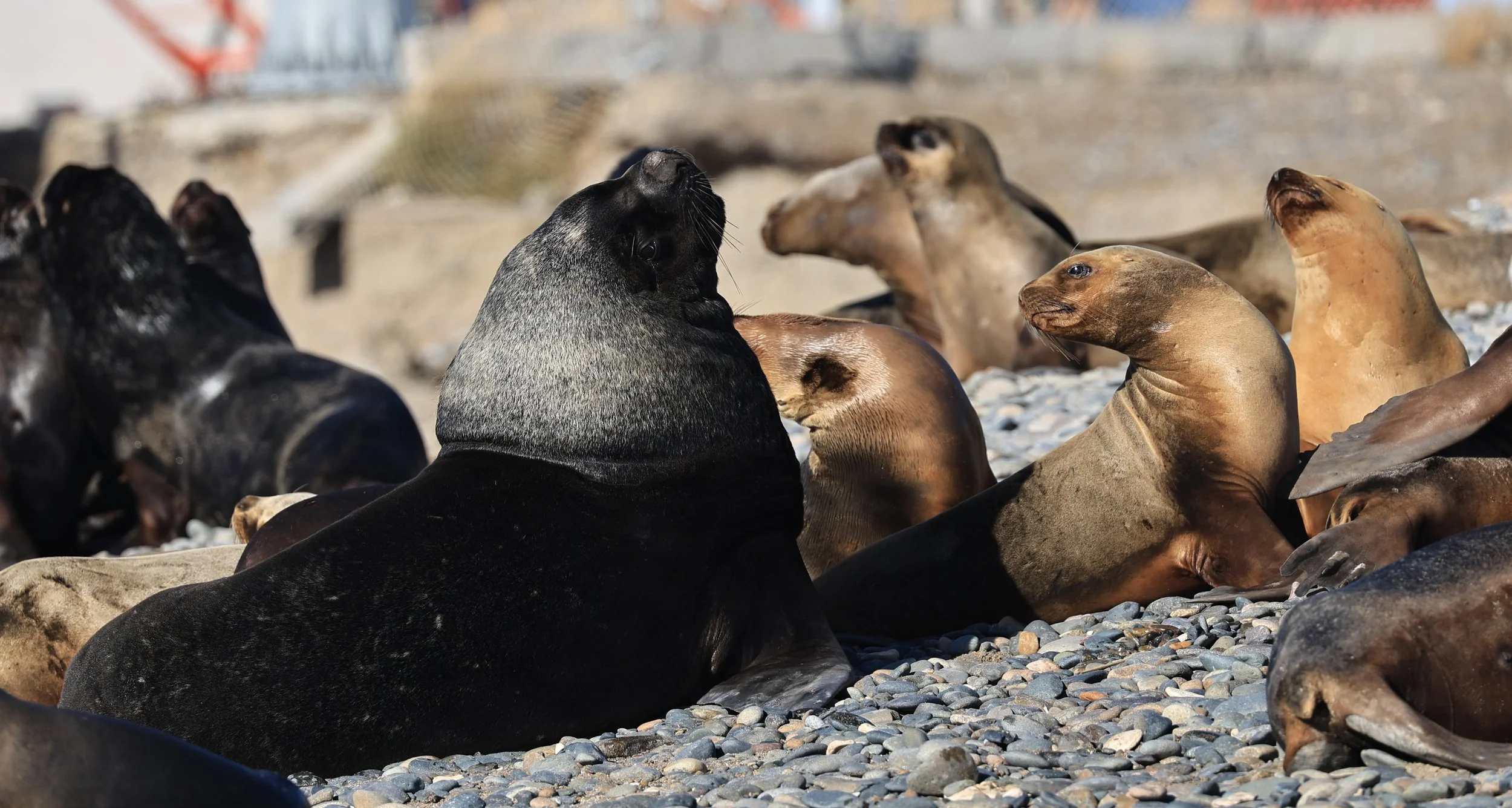 South American Sea Lion (Otaria flavescens) Puerto Rawson Argentina (70).jpg