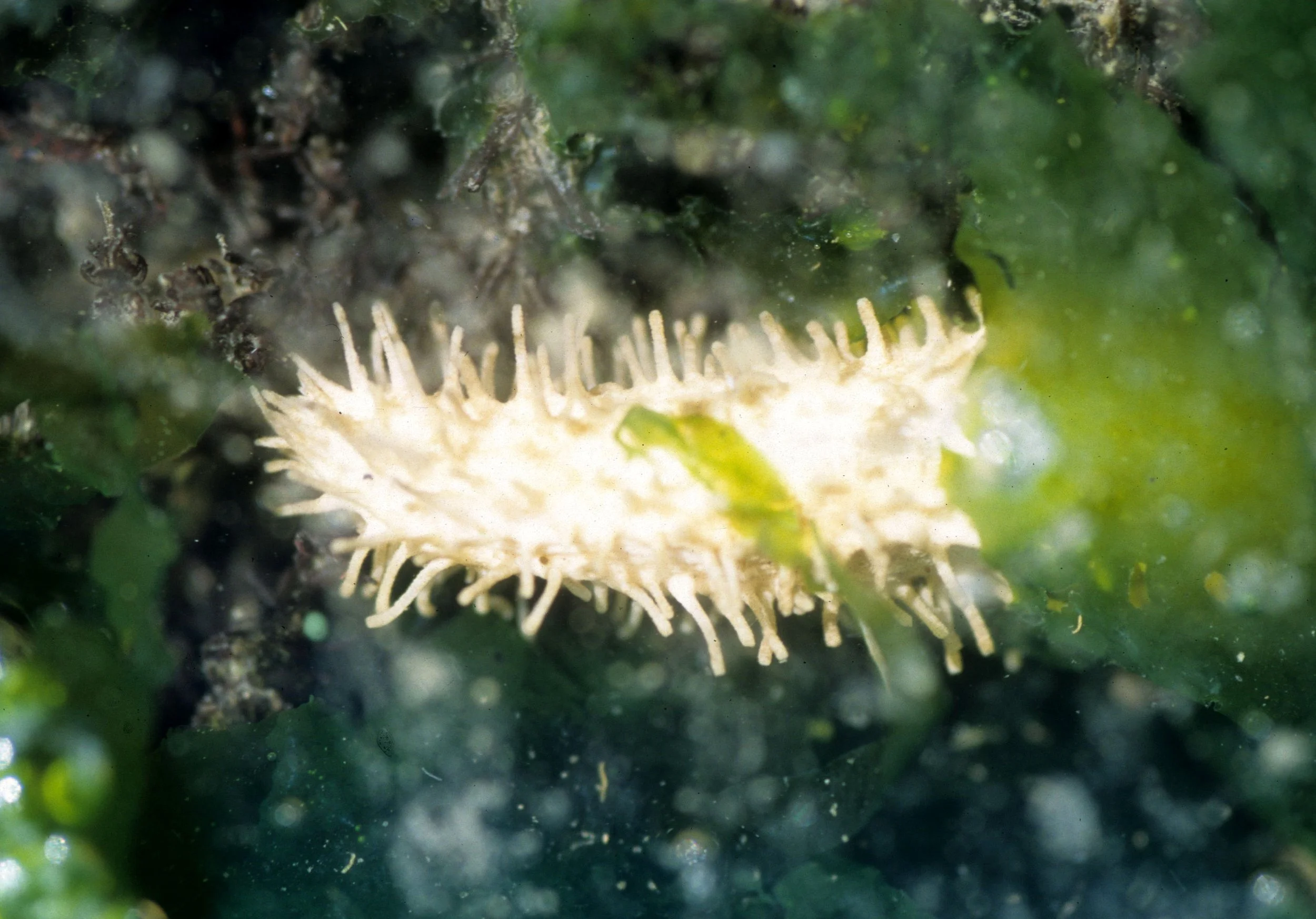 INVERTS - INTERTIDAL - ECHINODERM - HOLOTHUROID - SEA CUCUMBER - ORANGE - SALT CREEK. A (2).jpg