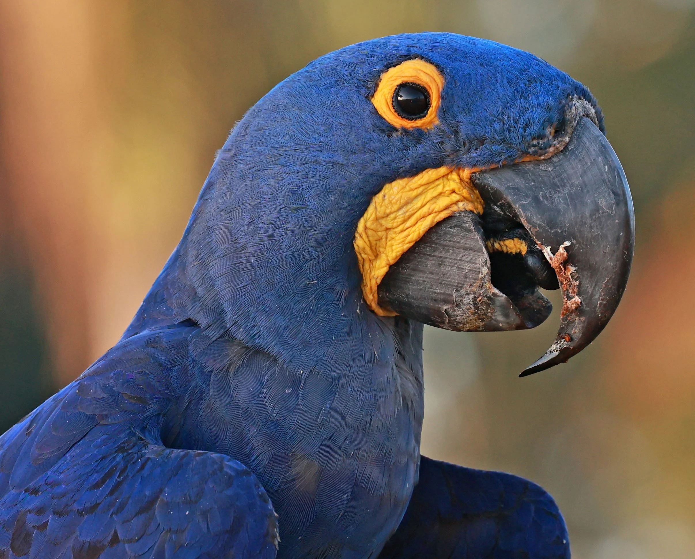 Hyacinth Macaw (Anodorhynchus hyacinthinus) Pousada Aguape - Fazenda São José Zona Rural, Aquidauana, Mato Grosso do Sul, Brazil