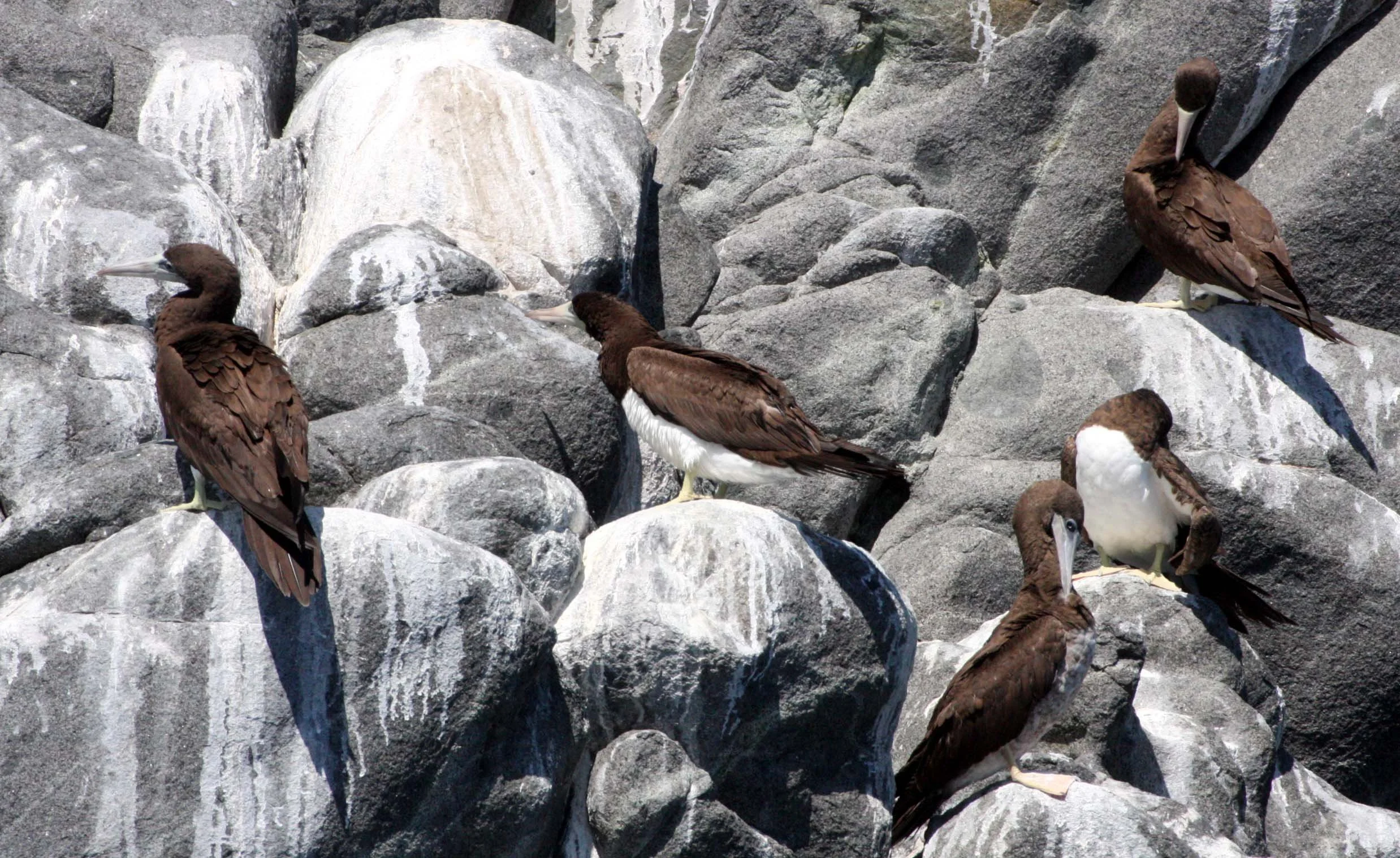 Brown Booby (Sula leucogaster) Santa Catalina Island Baja Mexico (4).JPG