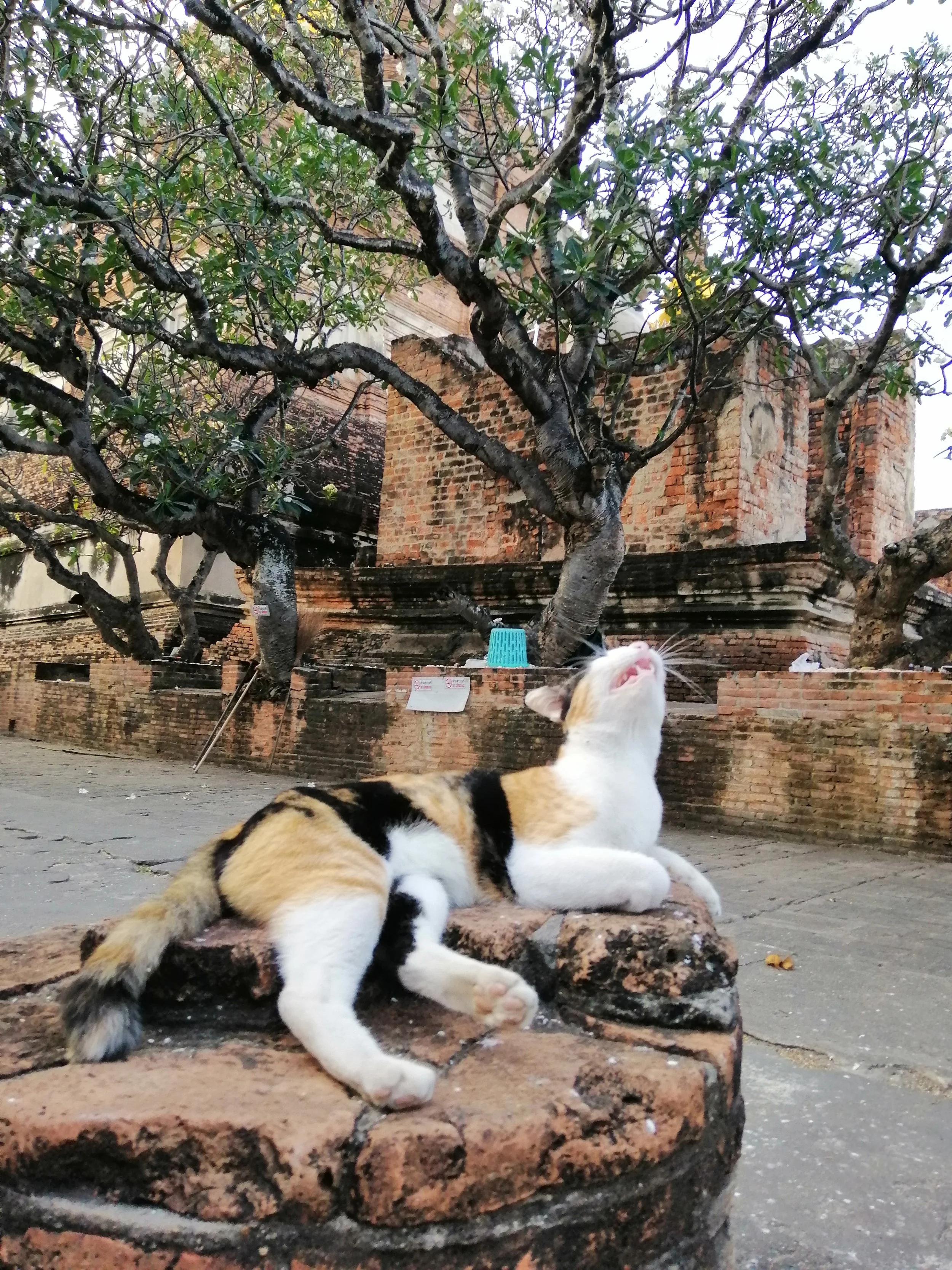 2018 Ayutthaya Pics with Gift in Traditional Dress (50).jpg