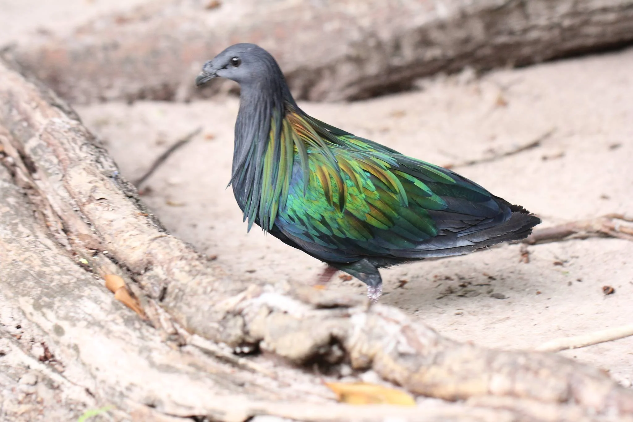 Nicobar Pigeon (Caloenas nicobarica) Similans Island (3).jpg