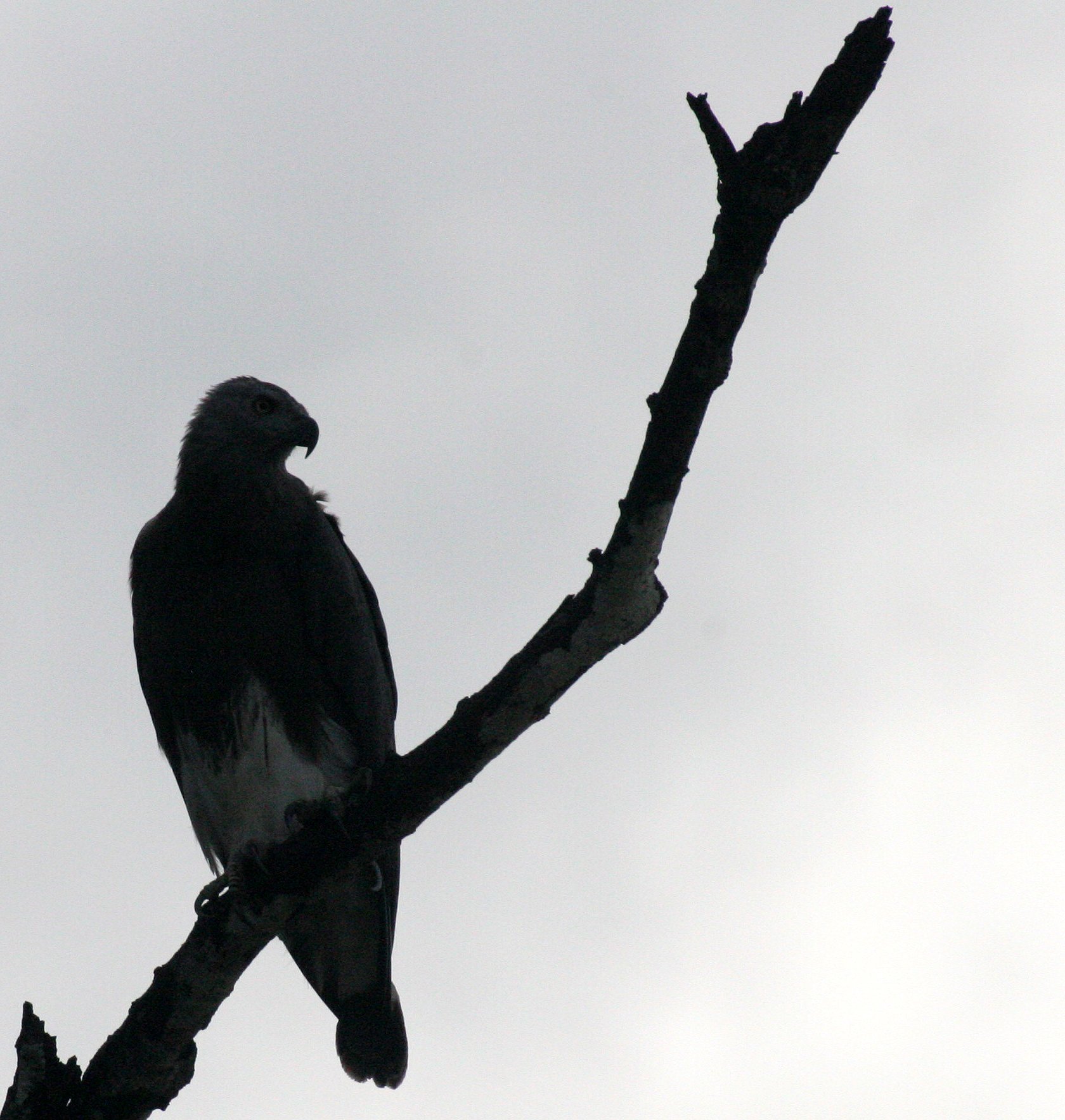 Haliaeetus ichthyaetus - GREY-HEADED FISH EAGLE - KINABATANGAN RIVER BORNEO  (19).JPG