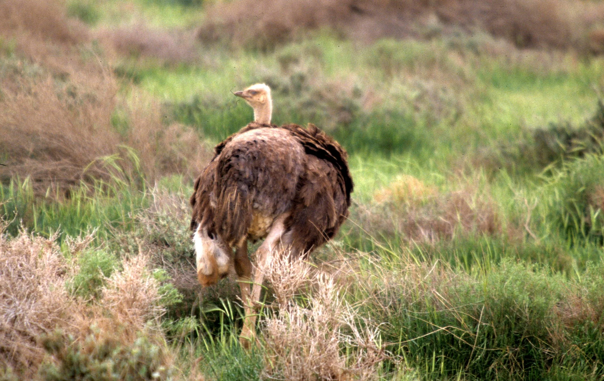 Struthio camelus camelus - NORTH AFRICAN (supposed to be SOMALI) OSTRICH - SHAUMARI RESERVE JORDAN (32).jpg
