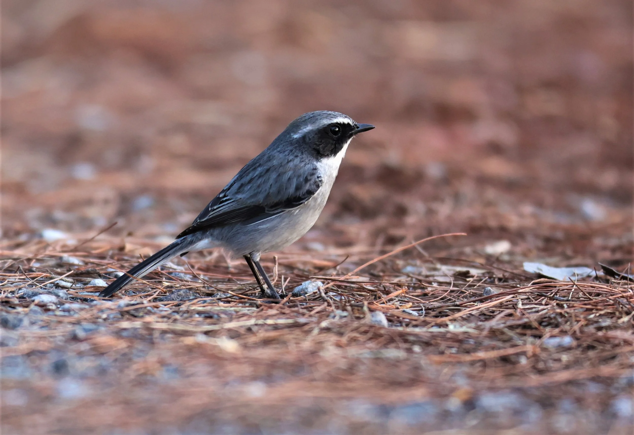 BUSH CHAT - GREY BUSH CHAT - Saxicola ferreus - DOI SAN JU (DOI LANG WEST) FEB 2022 (4).jpg