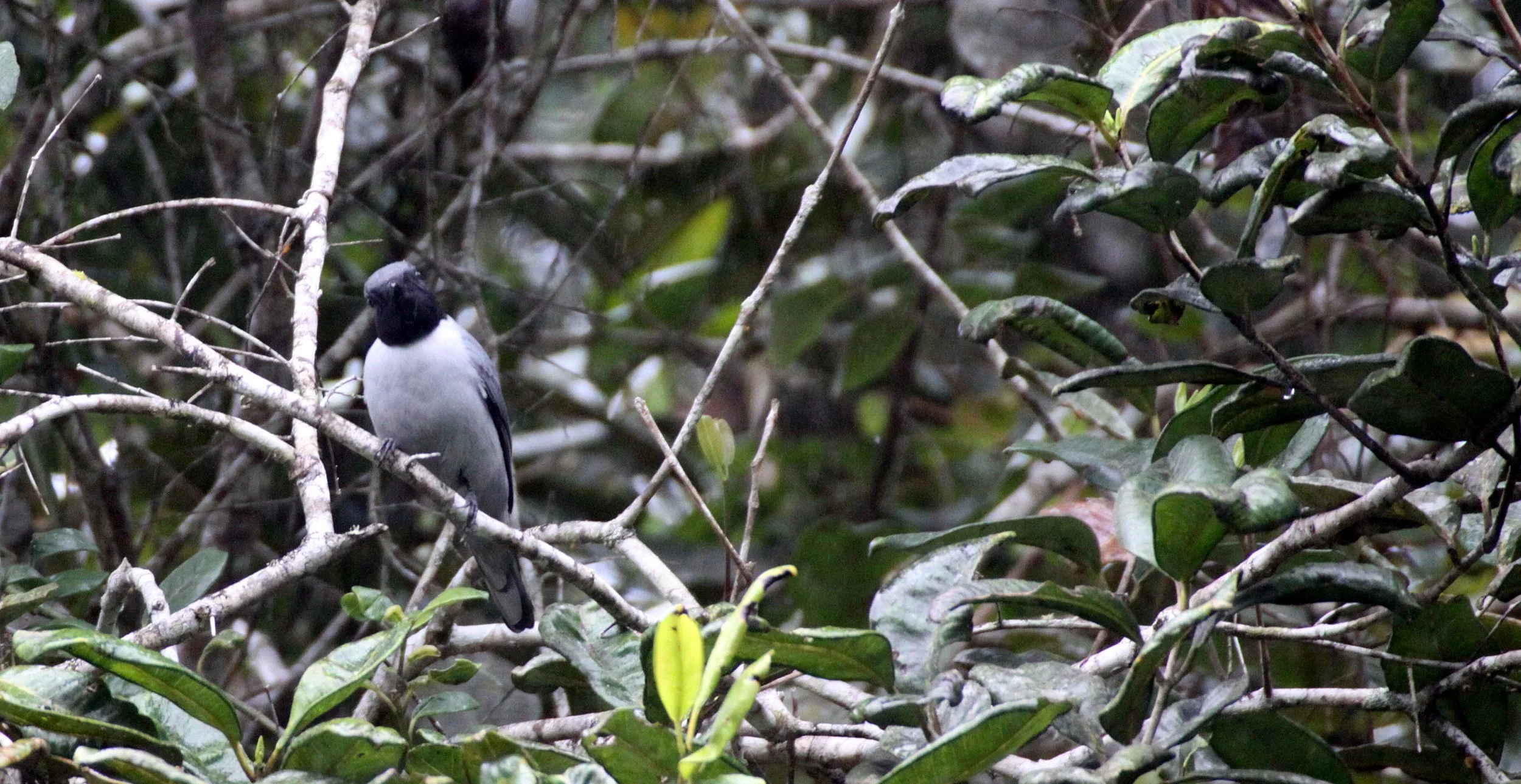 Madagascar Cuckooshrike (Ceblepyris cinereus) Mantadia NP Madagascar (1).JPG